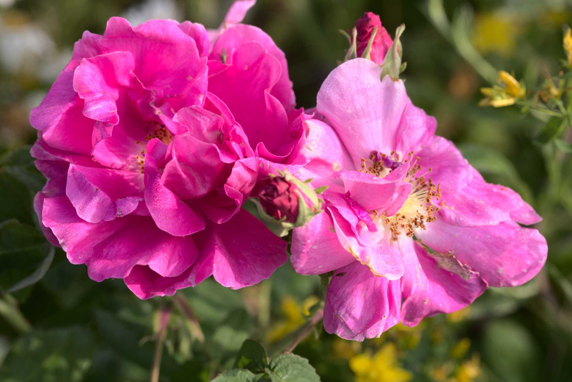 Lokation: Deutschland | Nordrhein-Westfalen | Heinsberg | Wassenberg Kategorien: Blüte, Datum: 25.06.2021