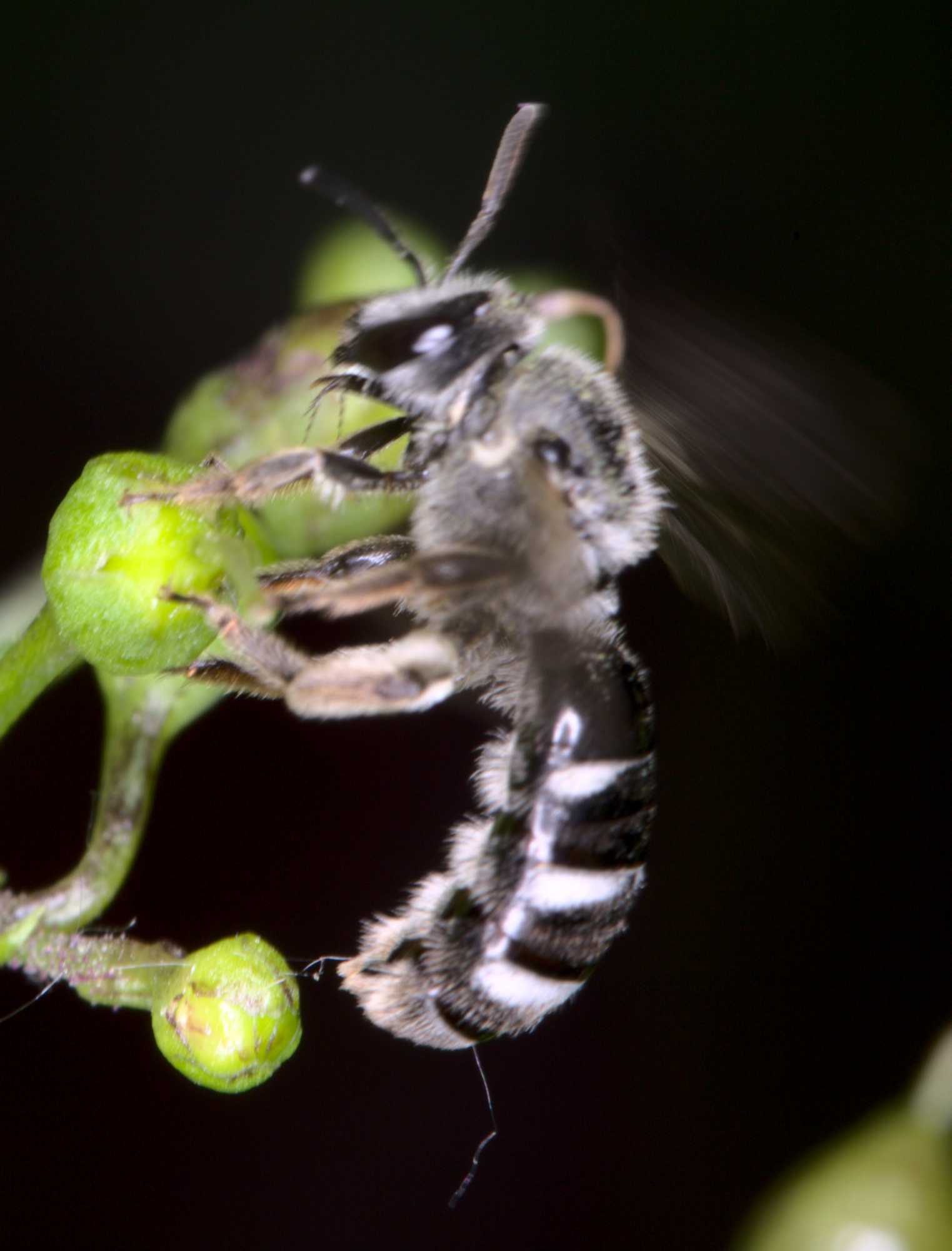 Spargel-Schmalbiene (Lasioglossum sexnotatum), Lokation: Deutschland | Nordrhein-Westfalen | Heinsberg | Wassenberg Kategorien: Bienen, Hortus rusticus, Familie: Halictidae (Schmal- und Furchenbienen), Datum: 26.06.2021