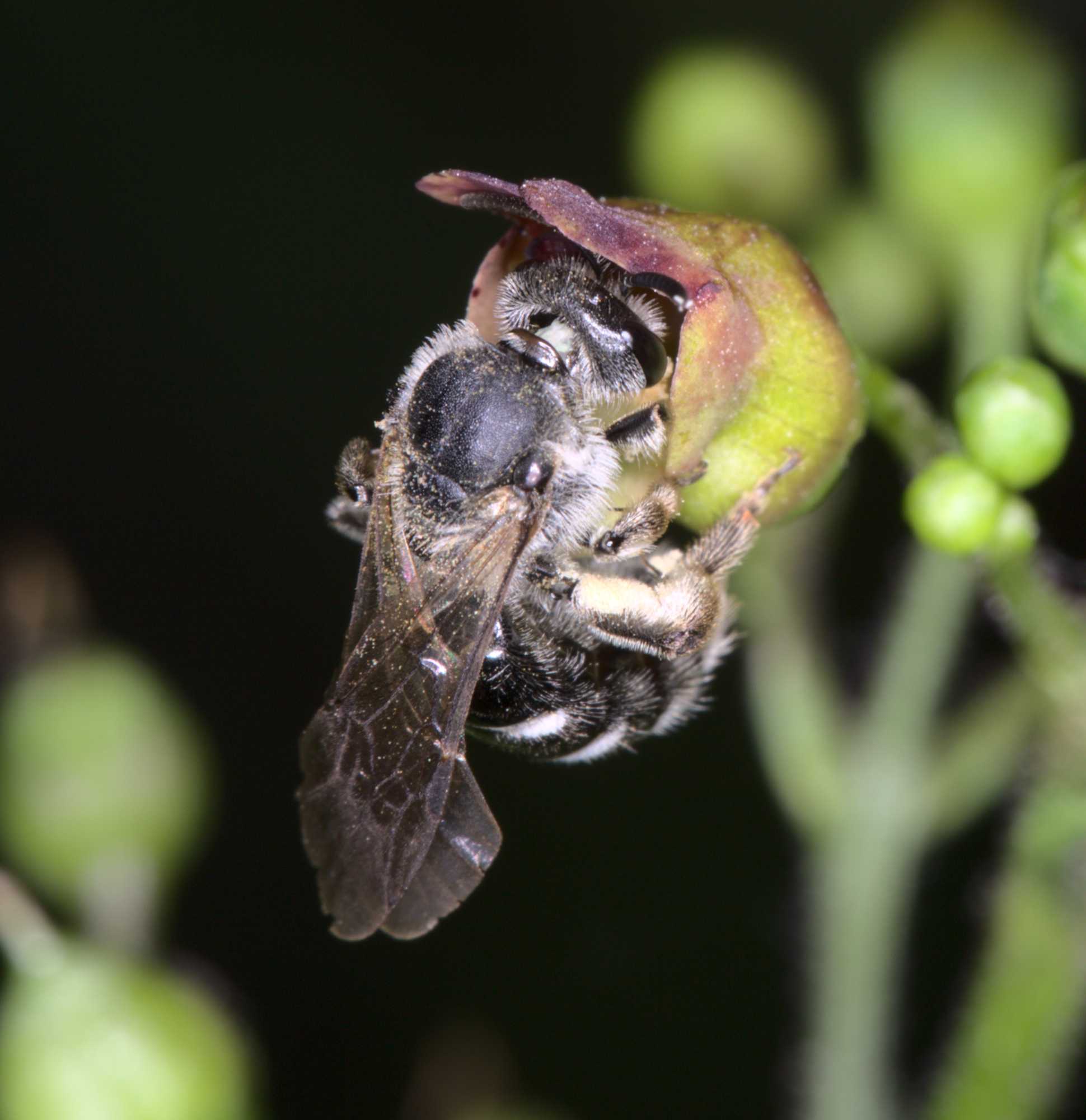 Spargel-Schmalbiene (Lasioglossum sexnotatum), Lokation: Deutschland | Nordrhein-Westfalen | Heinsberg | Wassenberg Kategorien: Bienen, Hortus rusticus, Familie: Halictidae (Schmal- und Furchenbienen), Datum: 26.06.2021