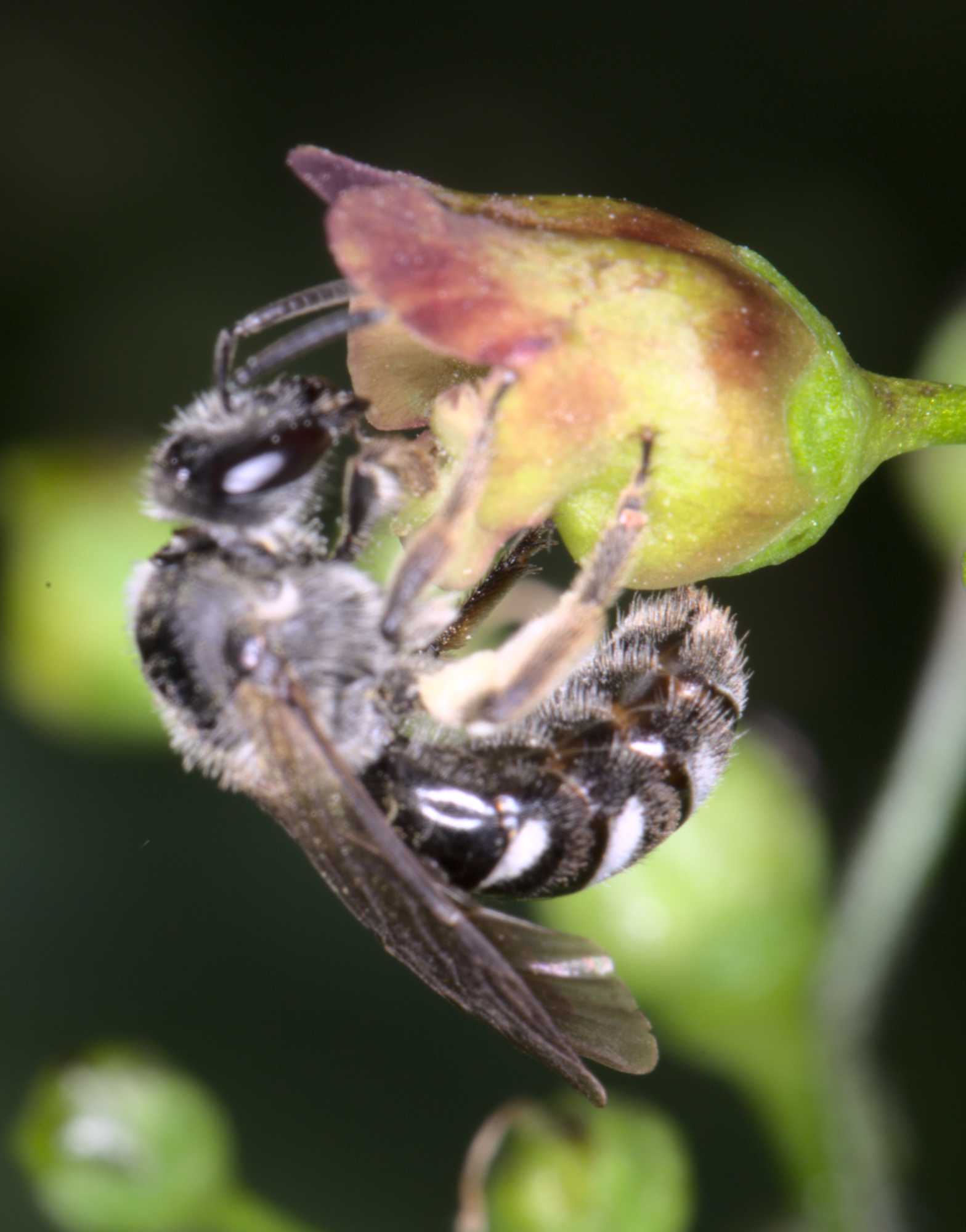 Spargel-Schmalbiene (Lasioglossum sexnotatum), Lokation: Deutschland | Nordrhein-Westfalen | Heinsberg | Wassenberg Kategorien: Bienen, Hortus rusticus, Familie: Halictidae (Schmal- und Furchenbienen), Datum: 26.06.2021