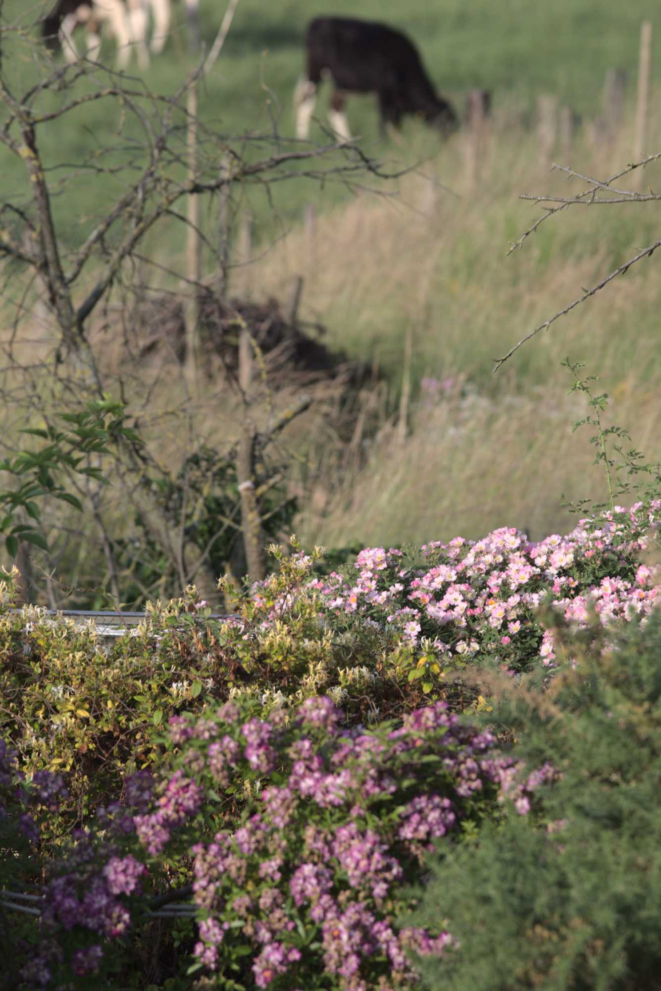 Lokation: Deutschland | Nordrhein-Westfalen | Heinsberg | Wassenberg Kategorien: Naturgarten, Landhausgarten, Rosen, Datum: 27.06.2021