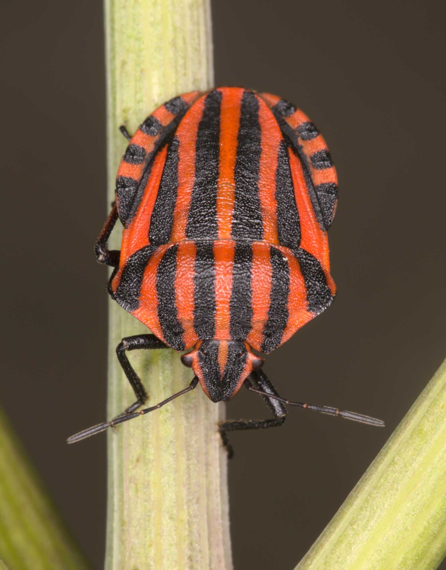 Streifenwanze (Graphosoma italicum), Lokation: Deutschland | Nordrhein-Westfalen | Heinsberg | Wassenberg Kategorien: Insekten, Hortus rusticus, Familie: Pentatomidae (Baumwanzen), Datum: 07.07.2021
