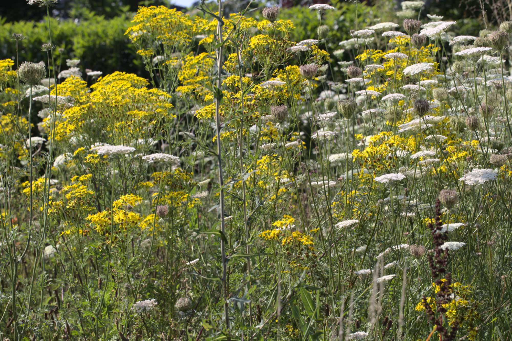 Lokation: Deutschland | Nordrhein-Westfalen | Heinsberg | Wassenberg Kategorien: Wiese, Datum: 23.07.2021