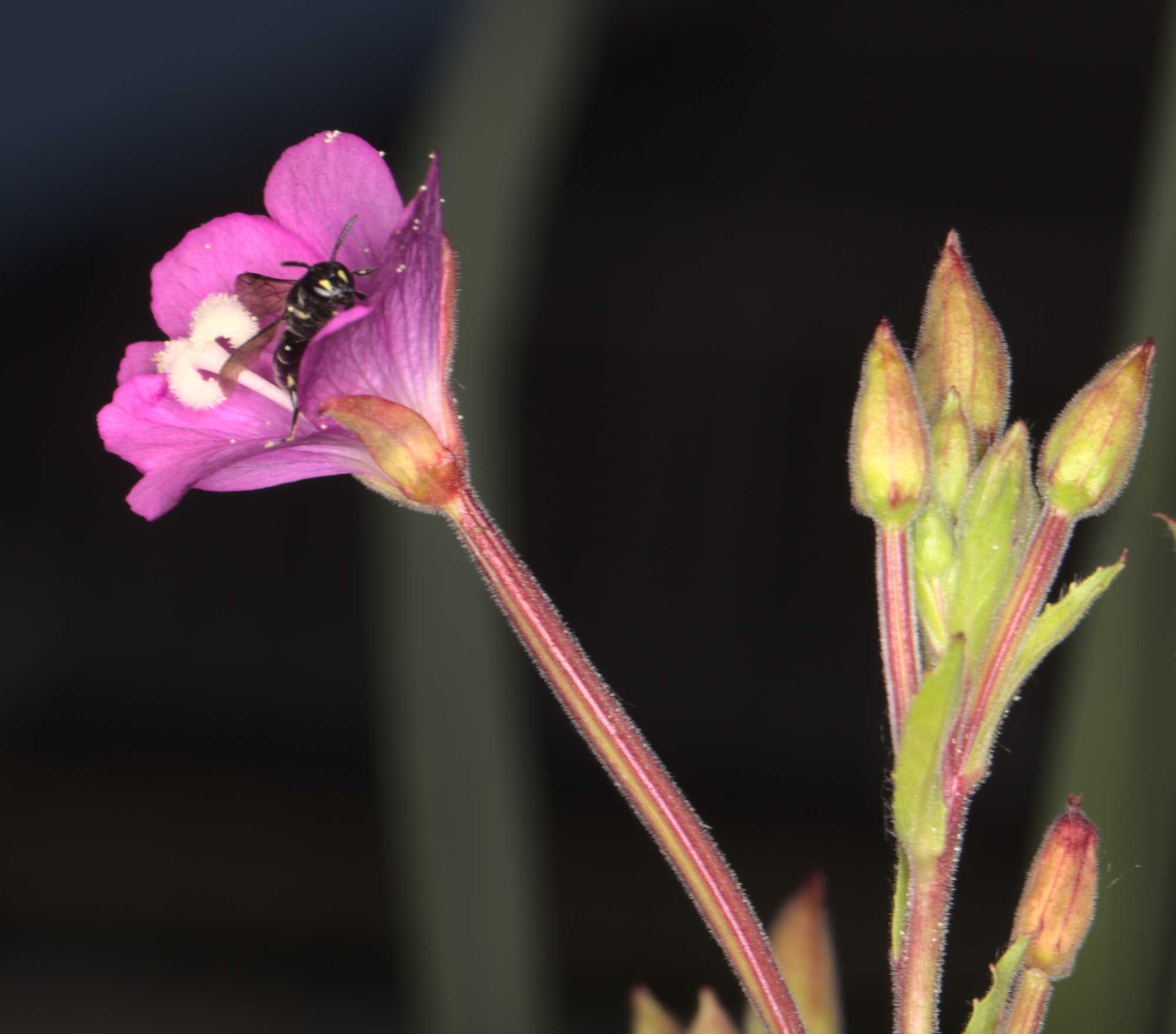 Lokation: Deutschland | Nordrhein-Westfalen | Heinsberg | Wassenberg Kategorien: Blüte, Hortus rusticus, Datum: 23.07.2021
