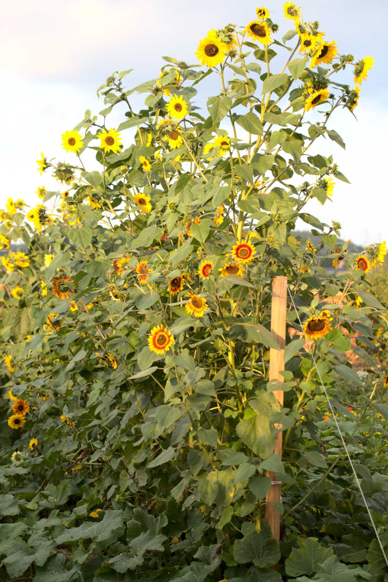 Lokation: Deutschland | Nordrhein-Westfalen | Heinsberg | Wassenberg Kategorien: Nutzgarten, Hortus rusticus, Bauerngarten, Selbstversorgung, Datum: 31.08.2021