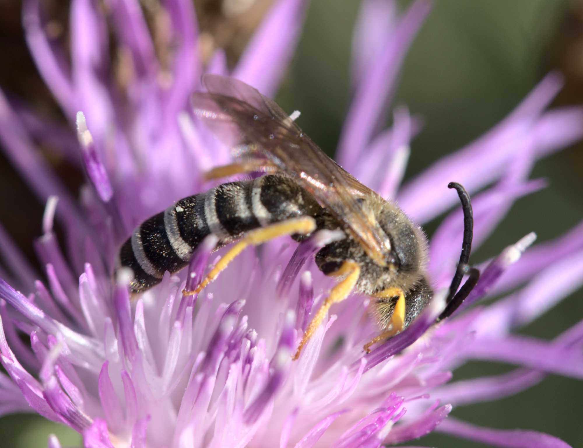 Gelbbindige Furchenbiene (Halictus scabiosae), Lokation: Deutschland | Nordrhein-Westfalen | Heinsberg | Wassenberg Kategorien: Bienen, Familie: Halictidae (Schmal- und Furchenbienen), Datum: 08.09.2021