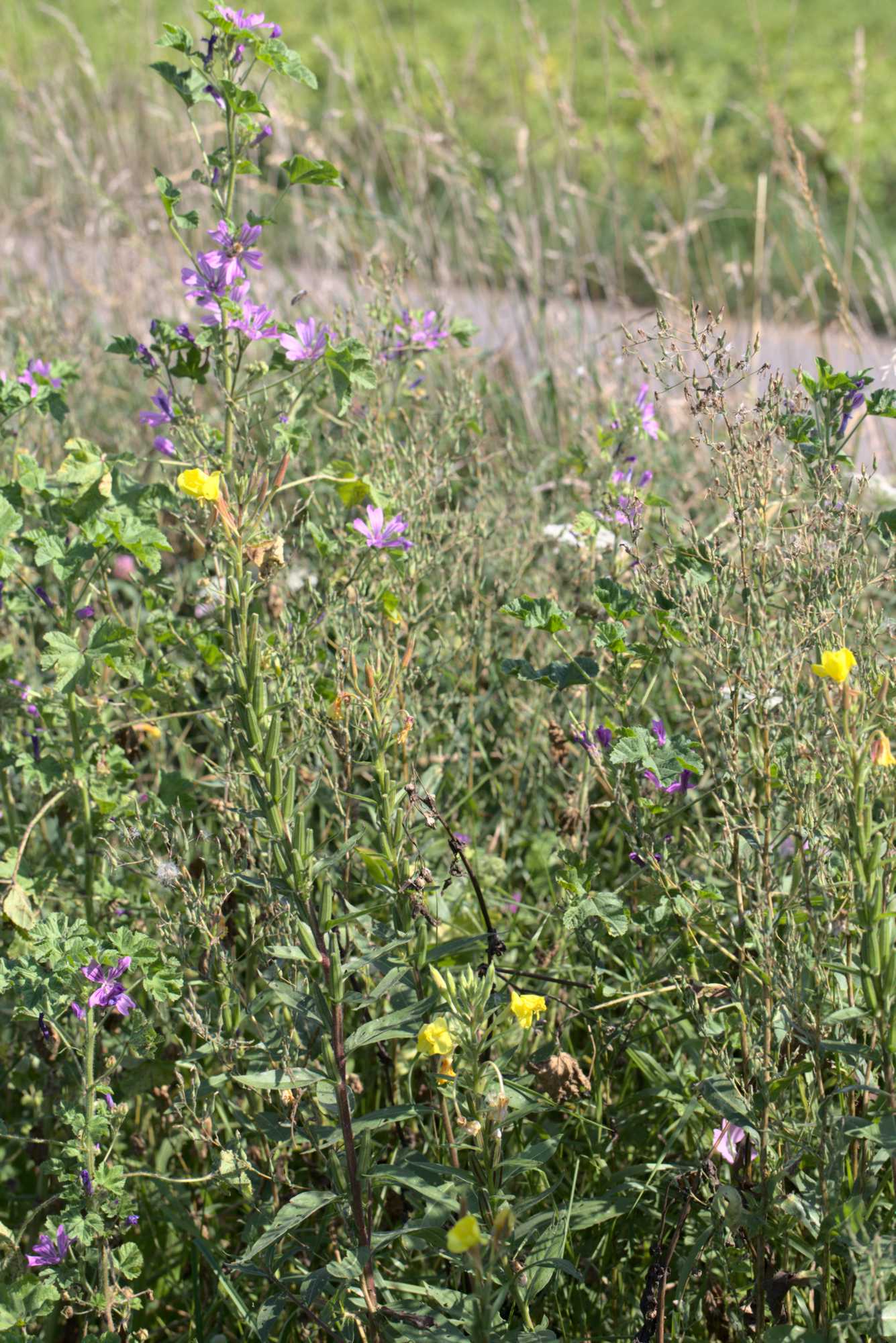 Lokation: Deutschland | Nordrhein-Westfalen | Heinsberg | Heinsberg Kategorien: Wiese, Datum: 08.09.2021