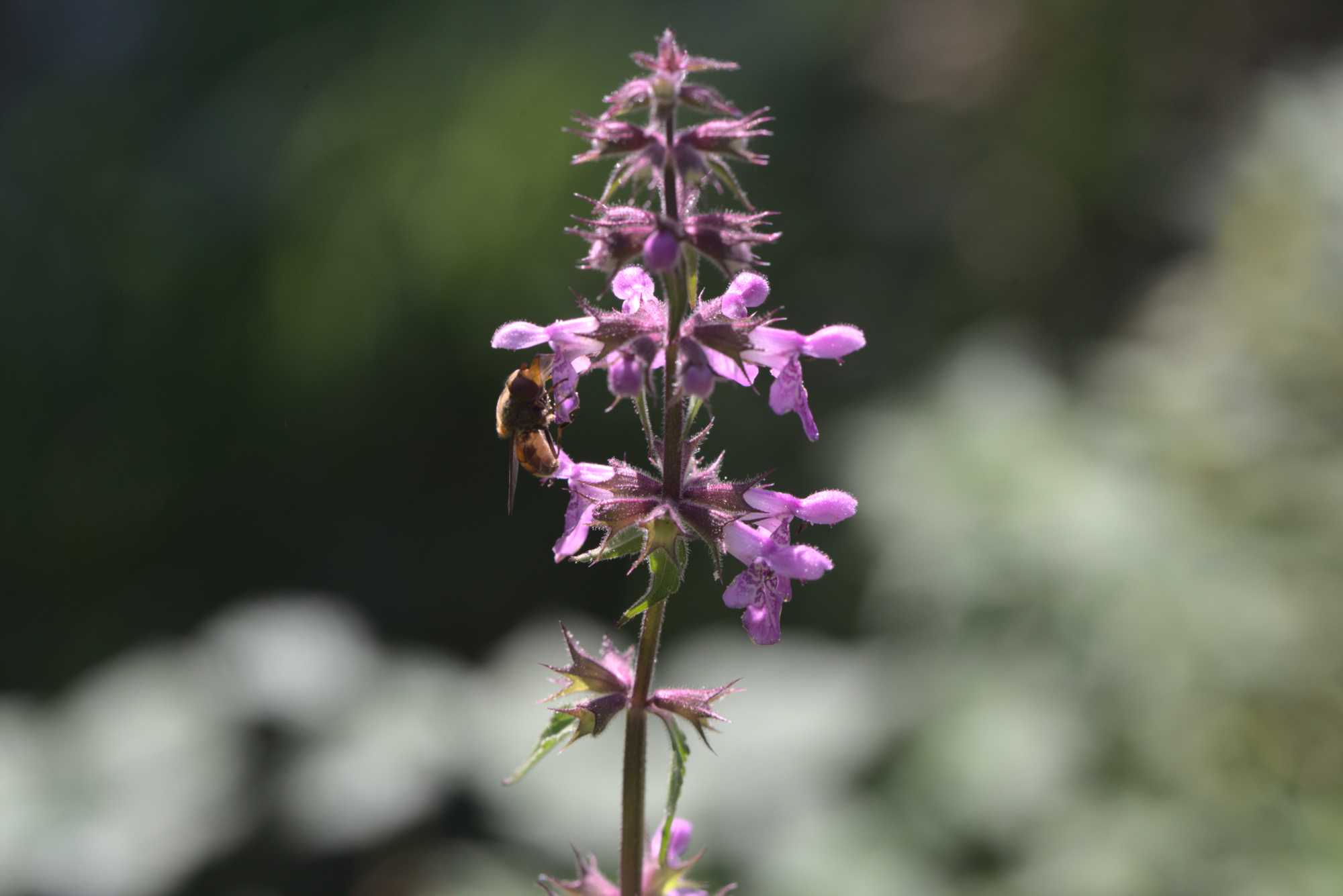 Lokation: Deutschland | Nordrhein-Westfalen | Heinsberg | Wassenberg Kategorien: Blüte, Datum: 08.09.2021
