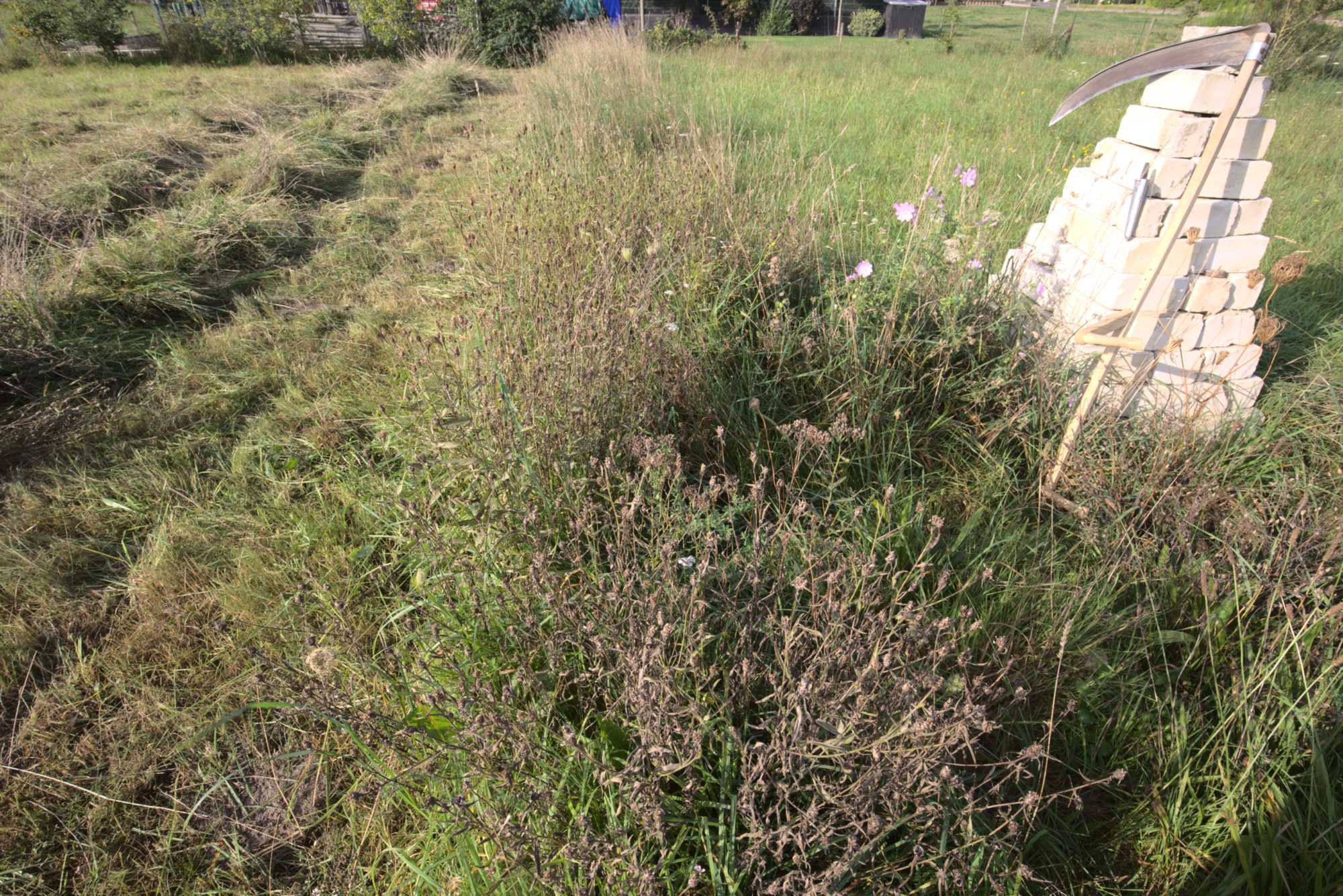 Lokation: Deutschland | Nordrhein-Westfalen | Heinsberg | Wassenberg Kategorien: Wiese, Datum: 12.09.2021