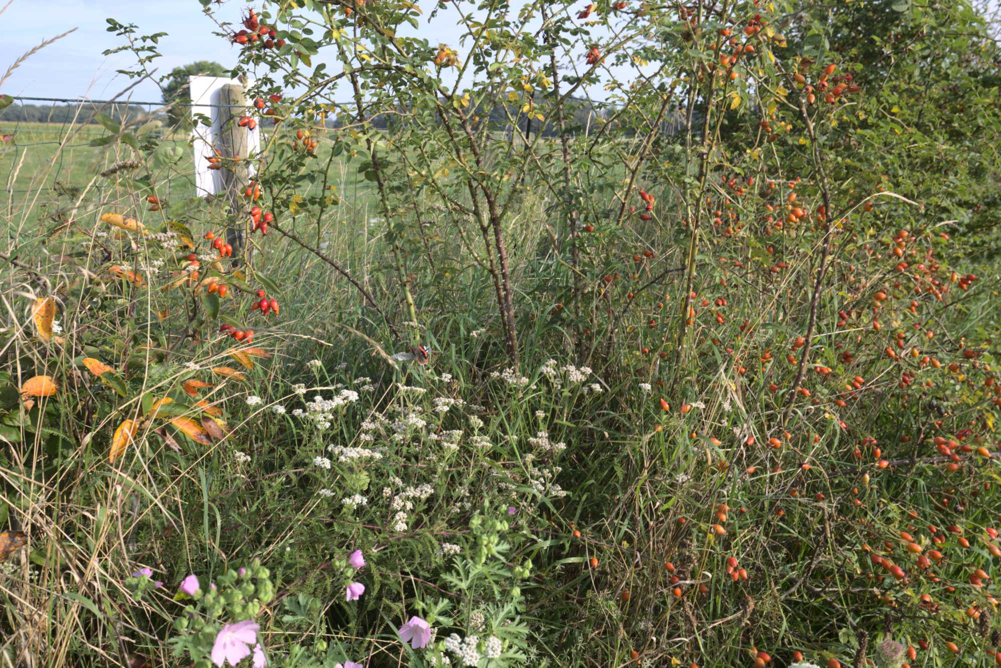 Lokation: Deutschland | Nordrhein-Westfalen | Heinsberg | Wassenberg Kategorien: Hecke, Naturgarten, Landhausgarten, Rosen, Datum: 12.09.2021