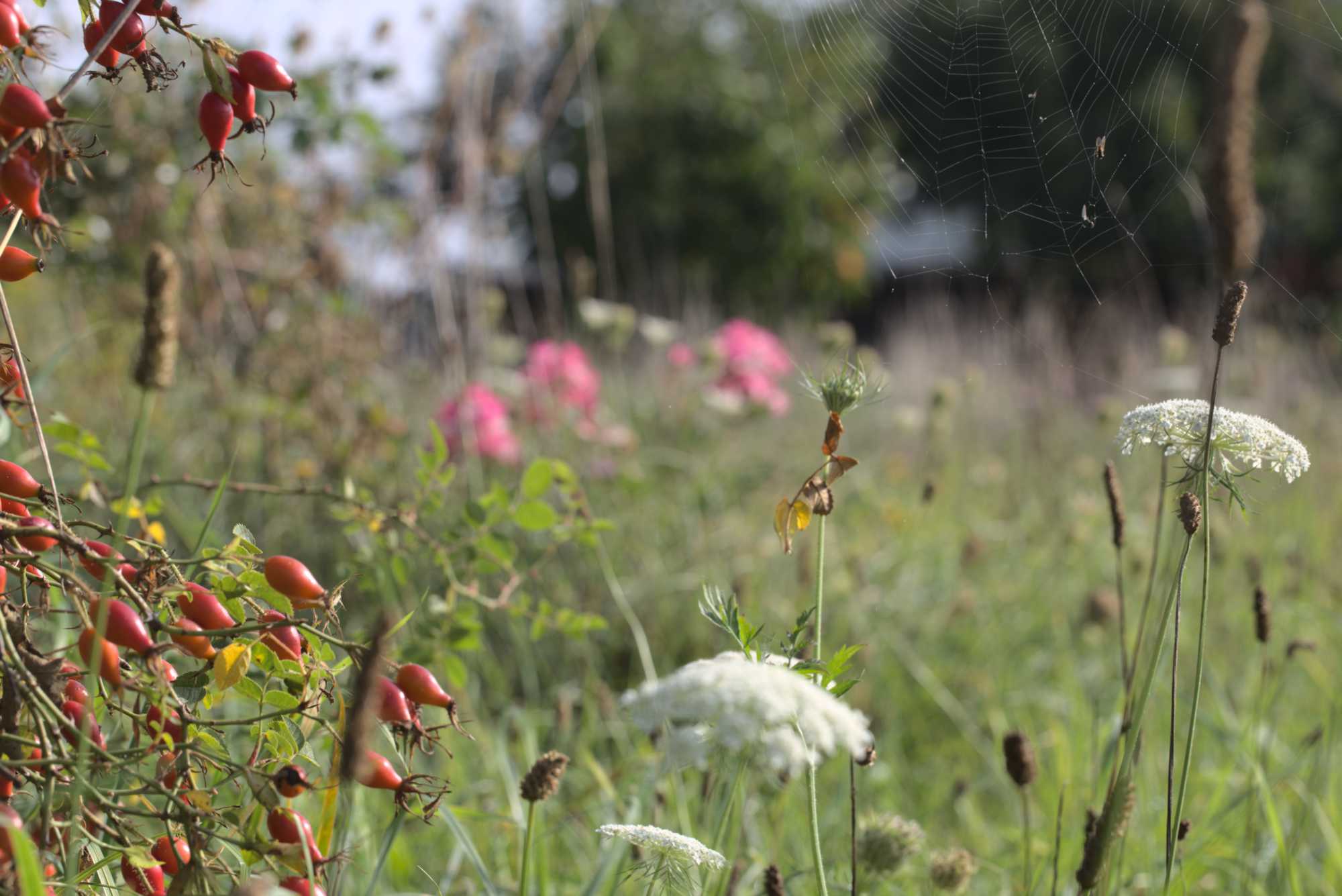 Lokation: Deutschland | Nordrhein-Westfalen | Heinsberg | Wassenberg Kategorien: Wiese, Datum: 12.09.2021