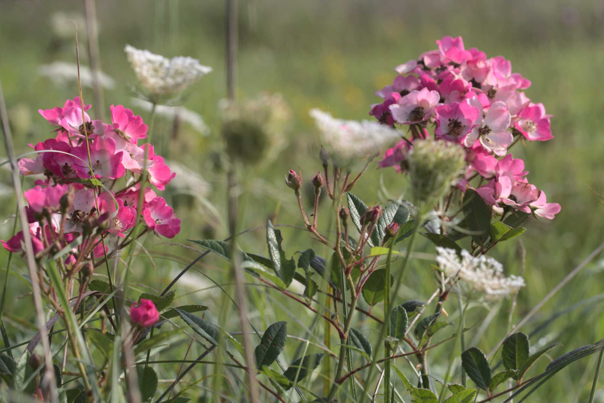Lokation: Deutschland | Nordrhein-Westfalen | Heinsberg | Wassenberg Kategorien: Monatsbilder, Hortus rusticus, Datum: 12.09.2021