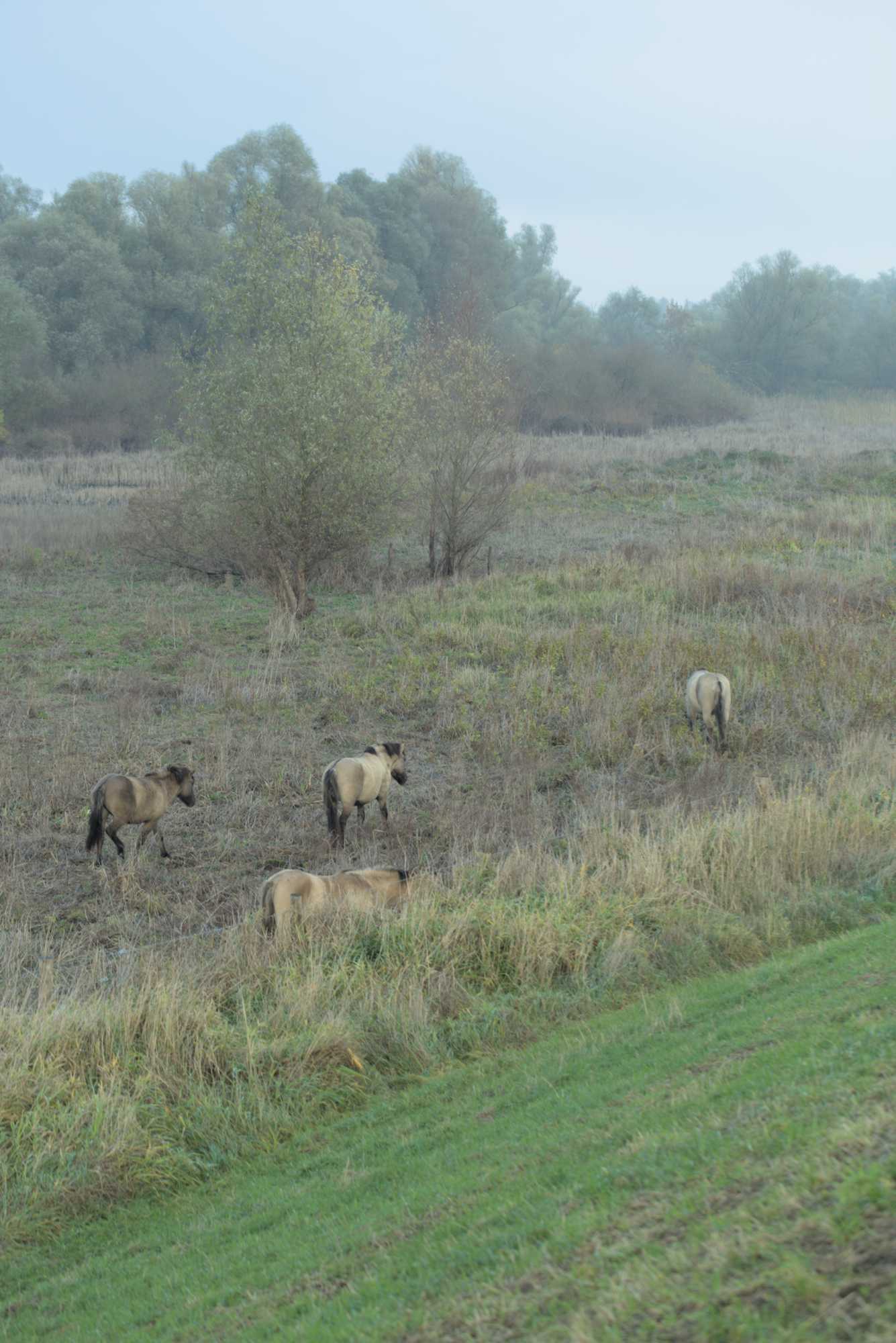 Lokation: Niederlande | Gelderland | Berg en Dal | Kekerdom Kategorien: Beweidung, Datum: 17.11.2021
