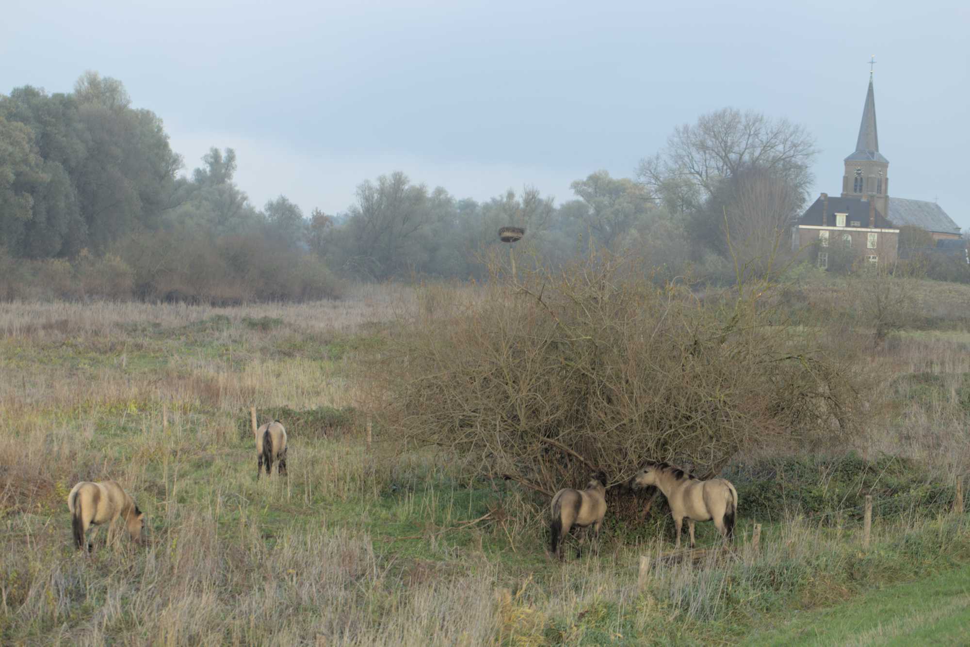 Lokation: Niederlande | Gelderland | Berg en Dal | Kekerdom Kategorien: Beweidung, Datum: 17.11.2021