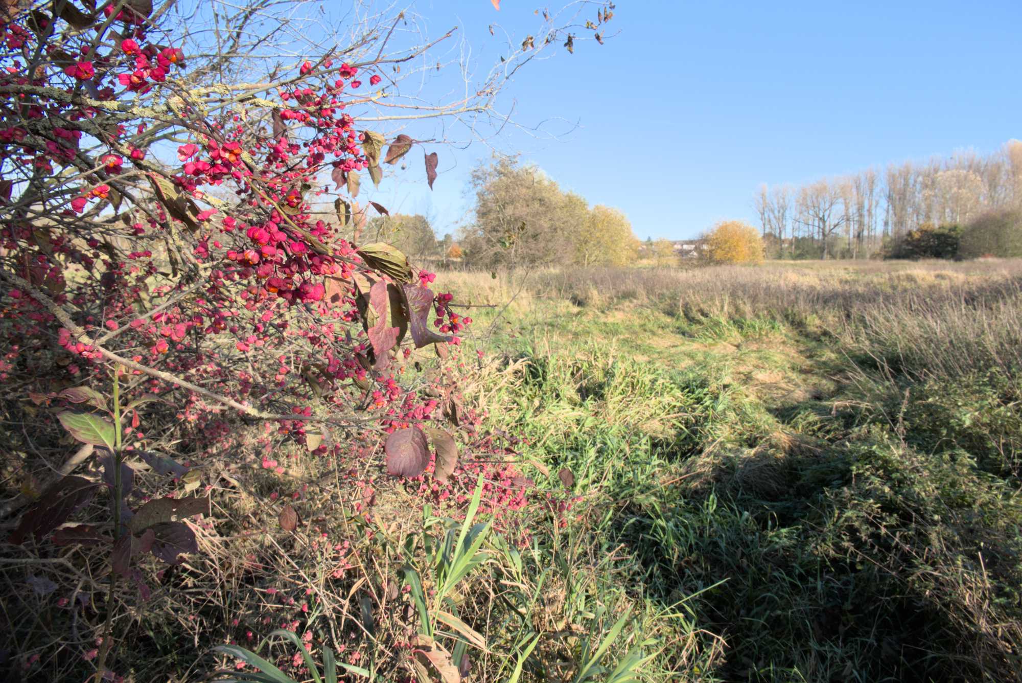 Lokation: Deutschland | Nordrhein-Westfalen | Heinsberg | Heinsberg Kategorien: Habitus, Datum: 09.11.2021