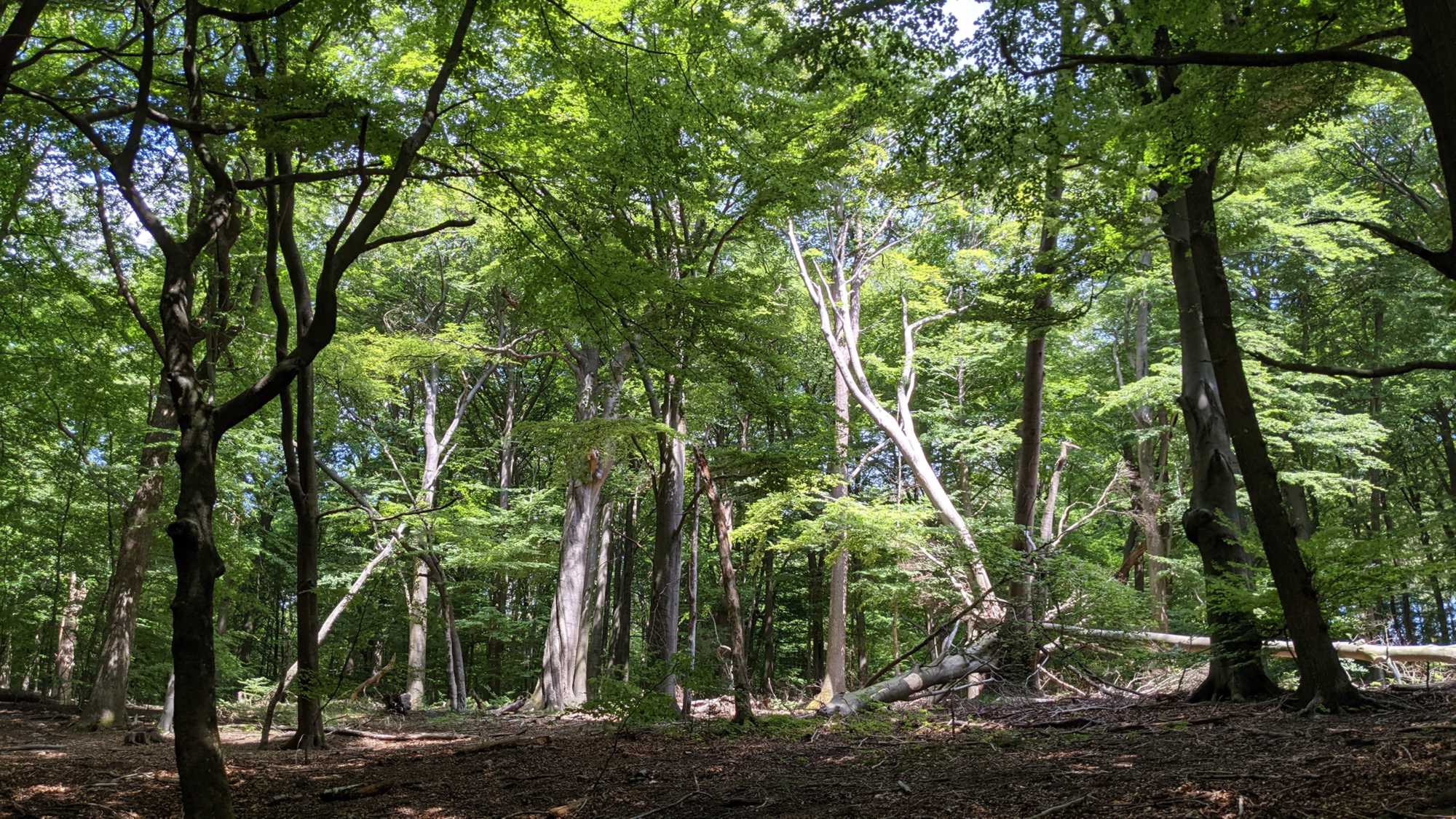 Lokation: Deutschland | Nordrhein-Westfalen | Aachen | Hürtgenwald Kategorien: Wald, Datum: 17.06.2021