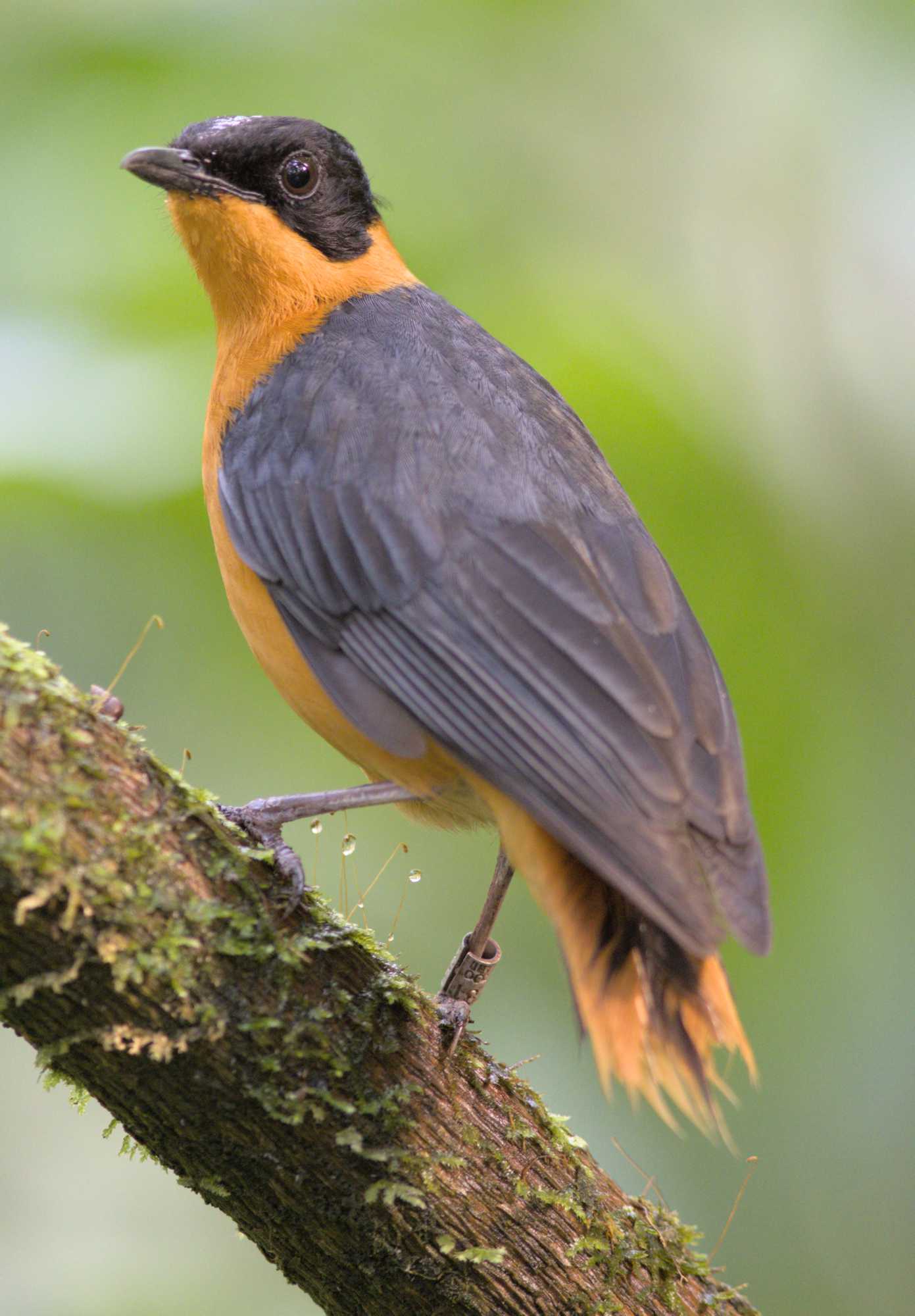Lokation: Niederlande | Gelderland | Arnheim | Cranevelt Kategorien: Vögel, Zoo, Datum: 06.03.2022