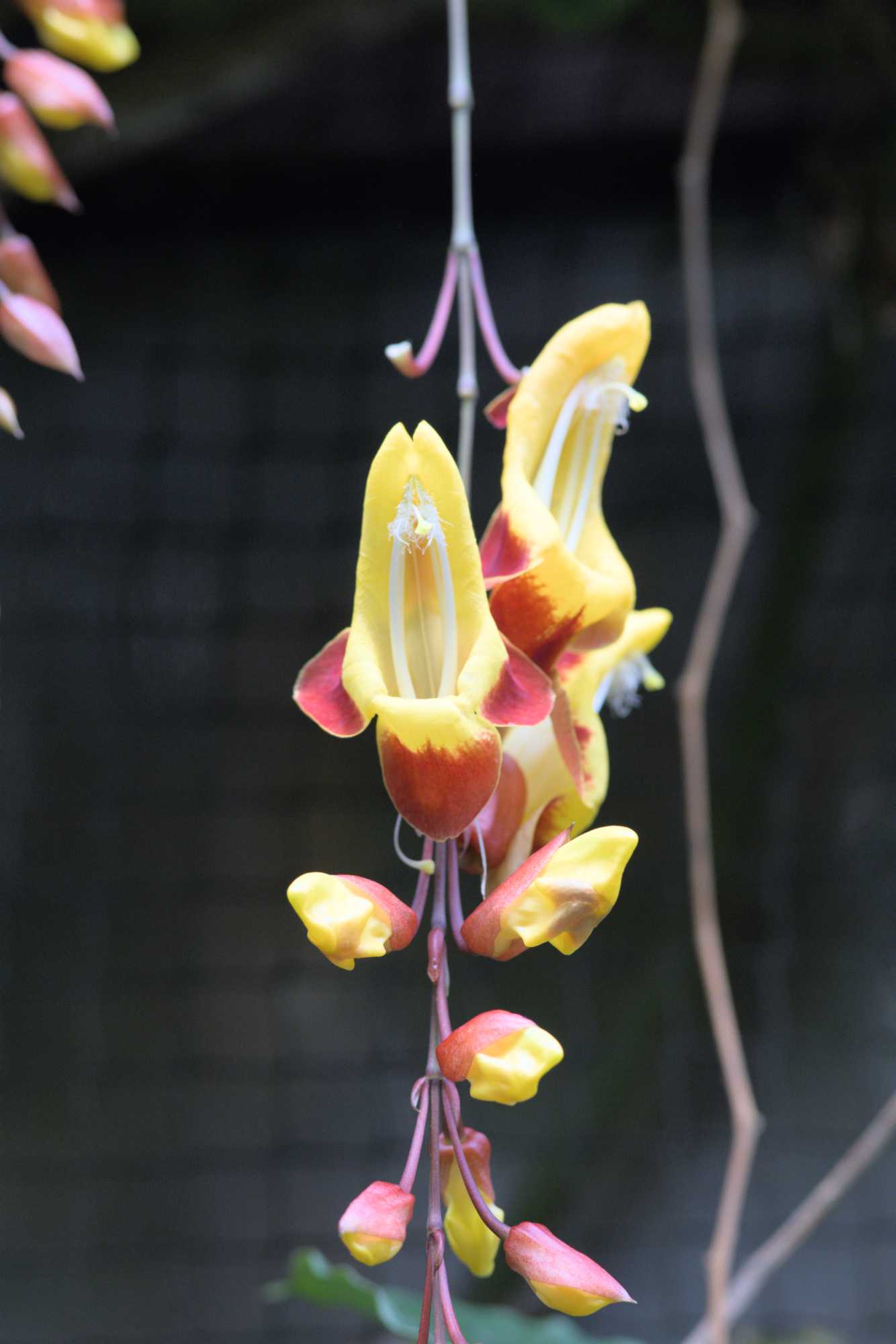 Lokation: Niederlande | Gelderland | Arnheim | Cranevelt Kategorien: Blüte, Zoo, Datum: 06.03.2022