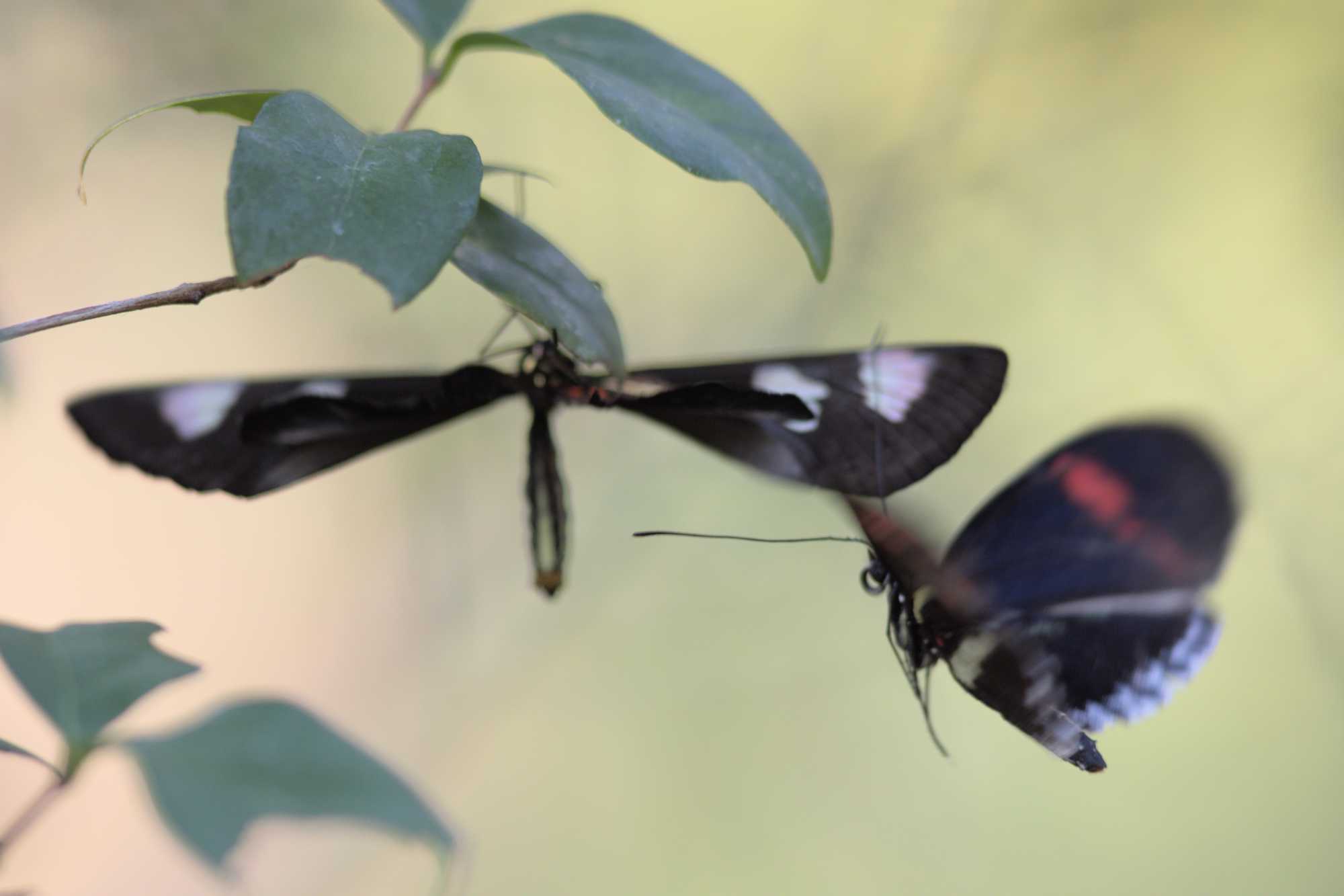 Lokation: Niederlande | Gelderland | Arnheim | Cranevelt Kategorien: Schmetterlinge, Zoo, Datum: 06.03.2022