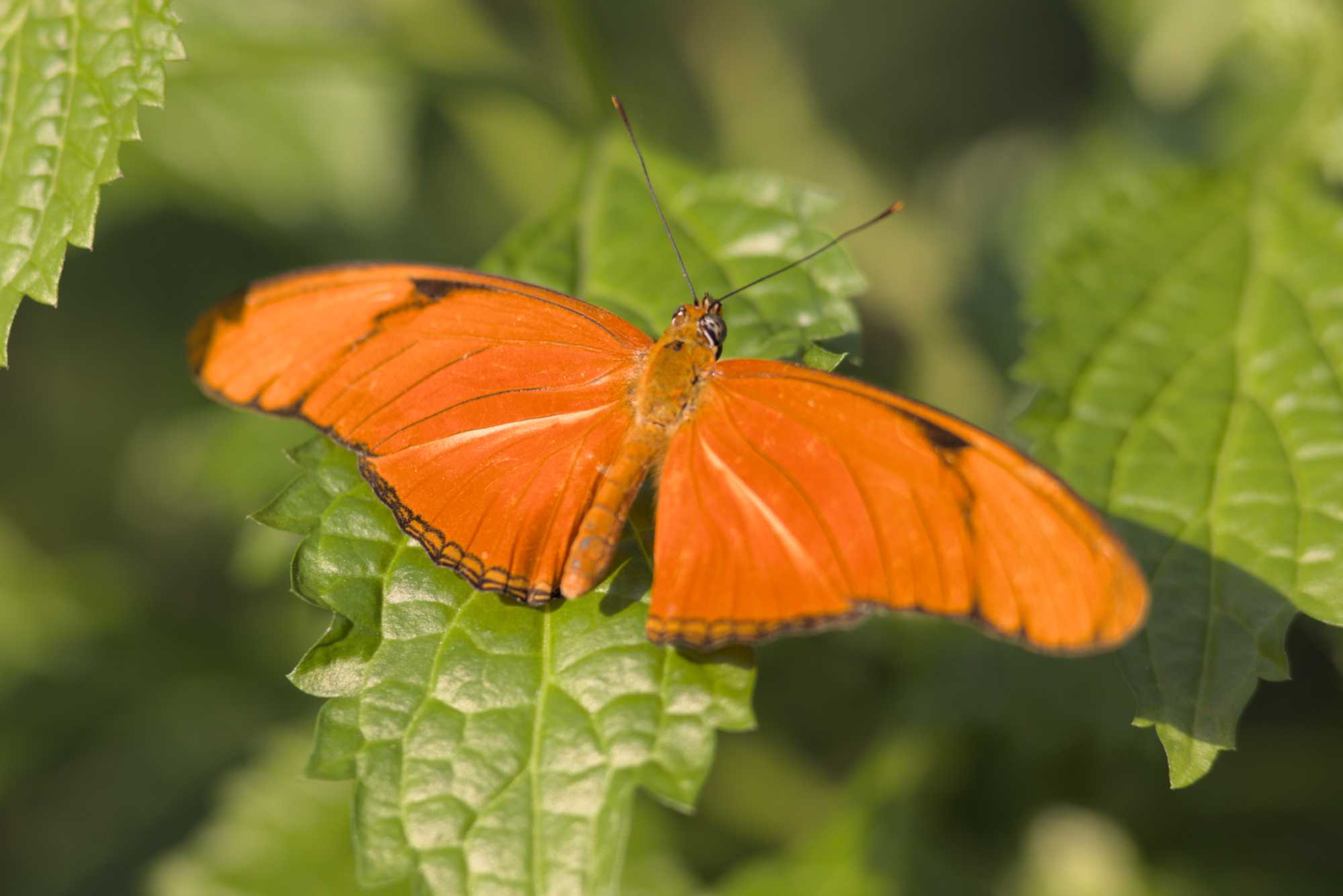 Lokation: Niederlande | Gelderland | Arnheim | Cranevelt Kategorien: Schmetterlinge, Zoo, Datum: 06.03.2022