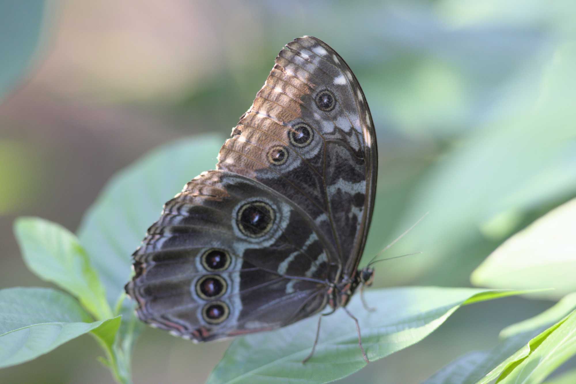 Lokation: Niederlande | Gelderland | Arnheim | Cranevelt Kategorien: Schmetterlinge, Zoo, Datum: 06.03.2022