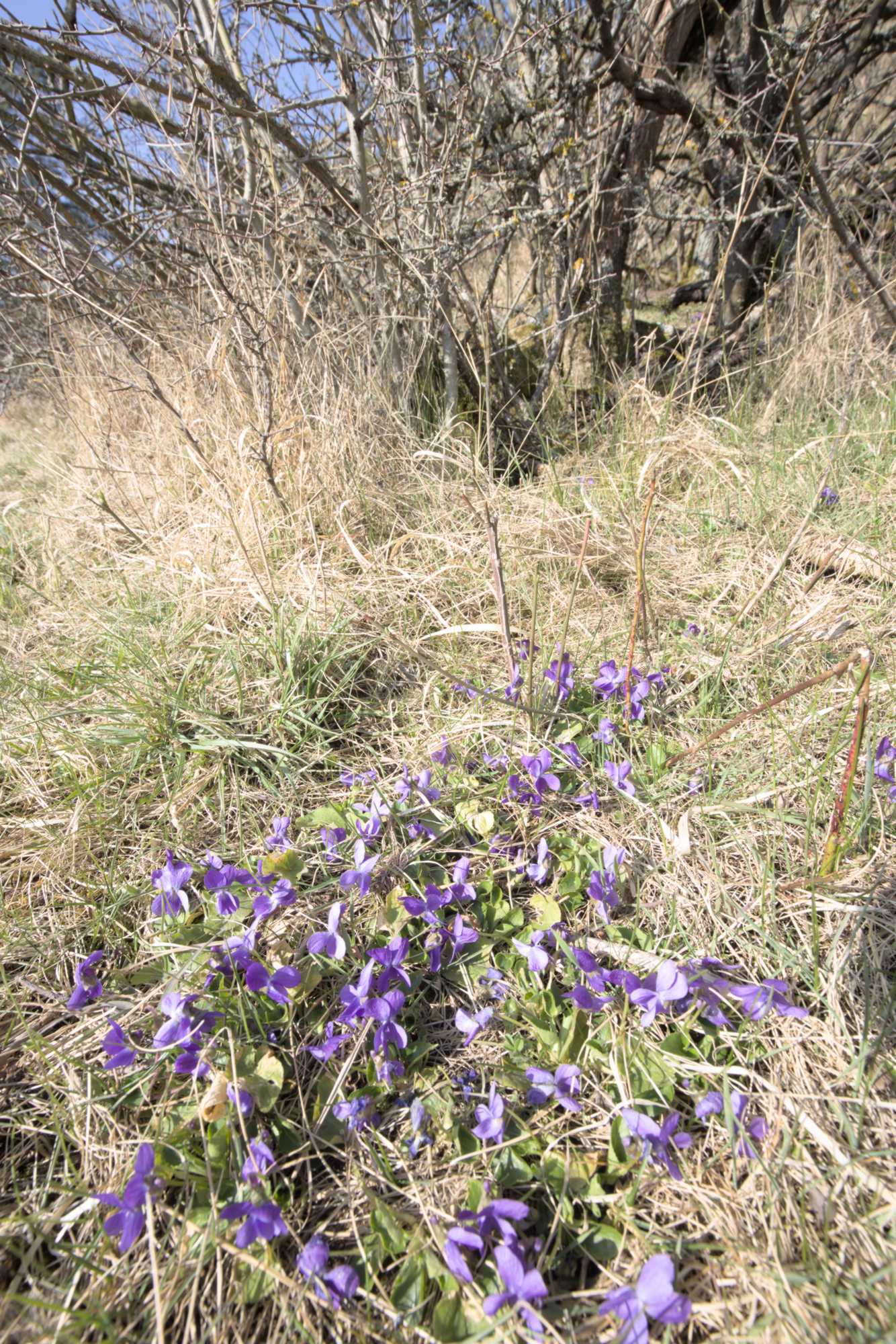 Lokation: Deutschland | Nordrhein-Westfalen | Euskirchen | Bad Münstereifel Kategorien: Vegetation, Datum: 26.03.2022