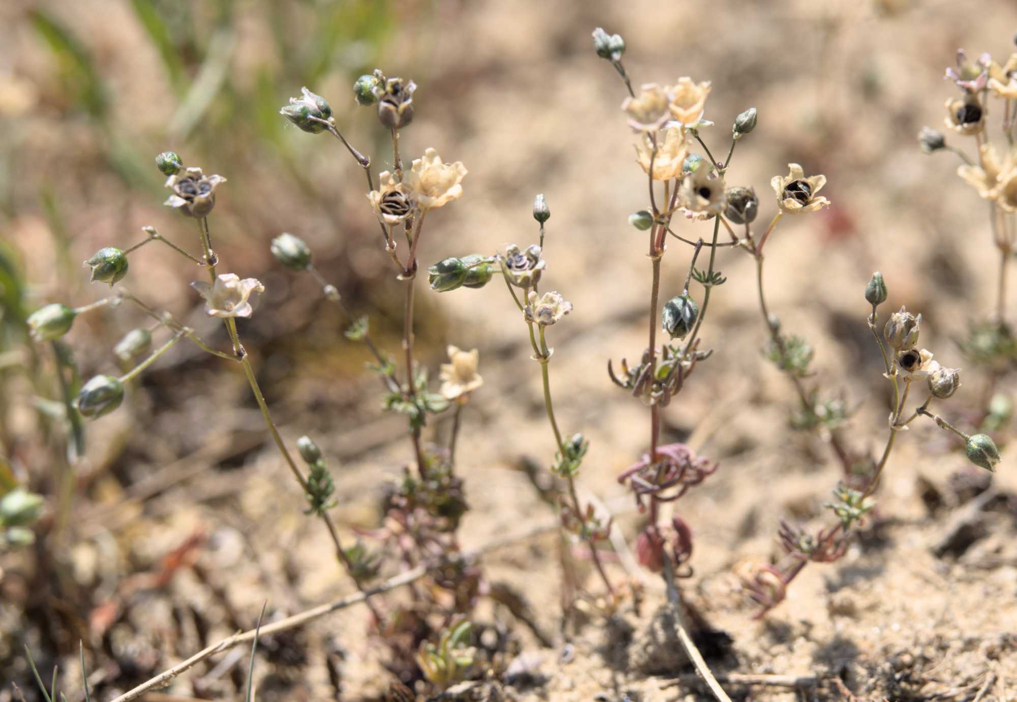Frühlings-Spark (Spergula morisonii), Lokation: Deutschland | Nordrhein-Westfalen | Heinsberg | Wassenberg Kategorien: Habitus, Familie: Caryophyllaceae (Nelkengewächse ), Datum: 04.05.2022