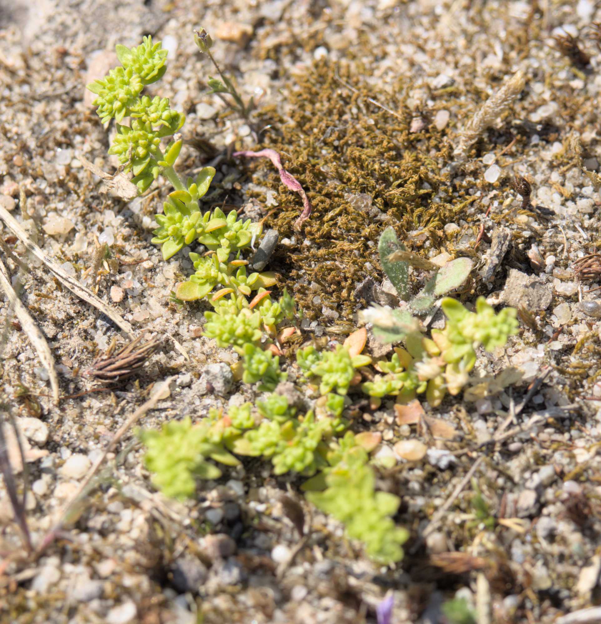 Kahles Bruchkraut (Herniaria glabra), Lokation: Deutschland | Nordrhein-Westfalen | Heinsberg | Wassenberg Kategorien: Habitus, Familie: Caryophyllaceae (Nelkengewächse ), Datum: 04.05.2022