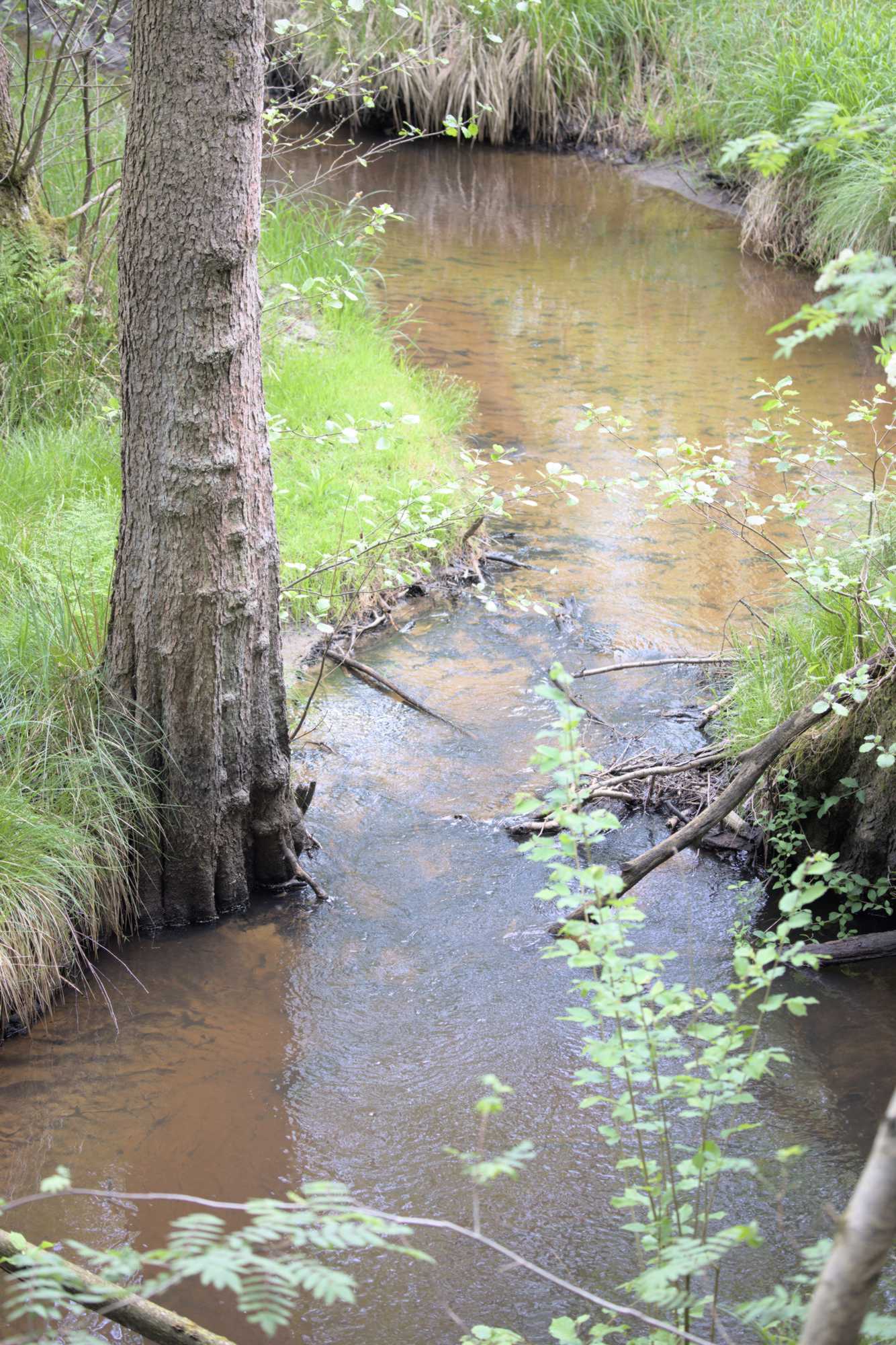 Lokation: Niederlande | Limburg | Roerdalen | Vlodrop Kategorien: Bach, Datum: 12.05.2022