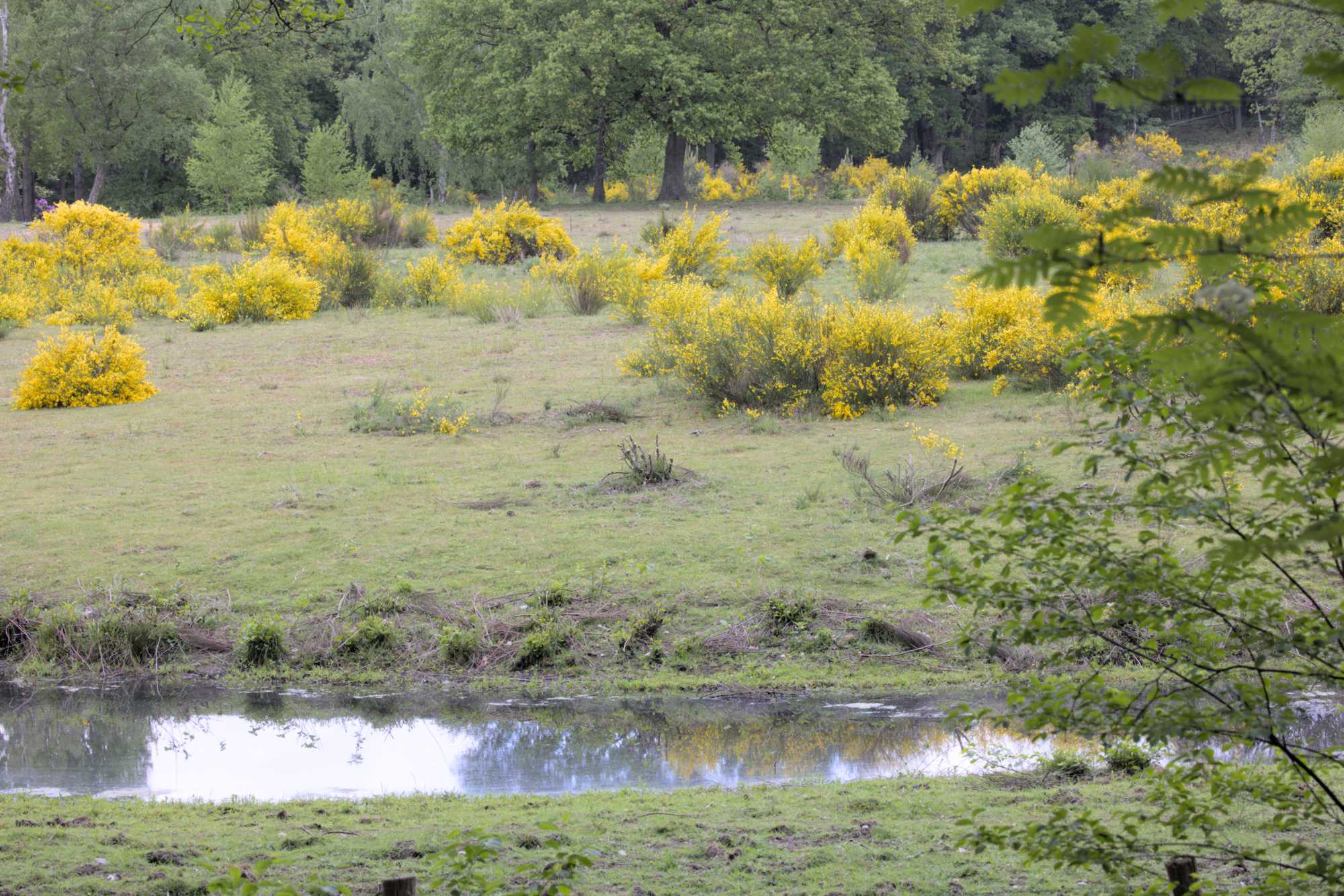 Lokation: Deutschland | Nordrhein-Westfalen | Heinsberg | Wassenberg Kategorien: Bach, Datum: 12.05.2022