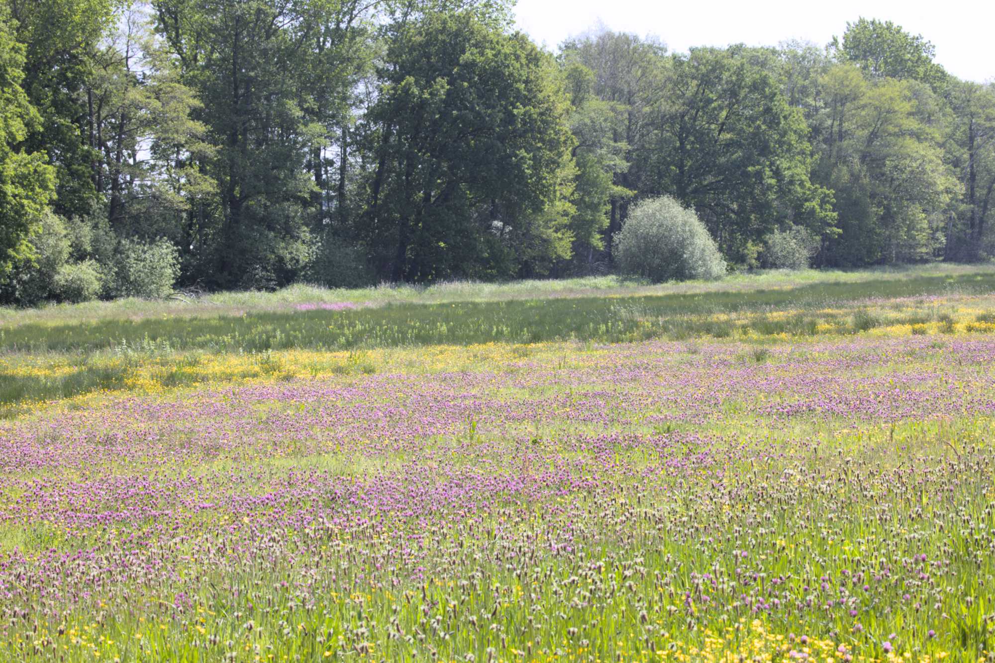 Lokation: Niederlande | Limburg | Roerdalen | Vlodrop Kategorien: Wiese, Datum: 14.05.2022
