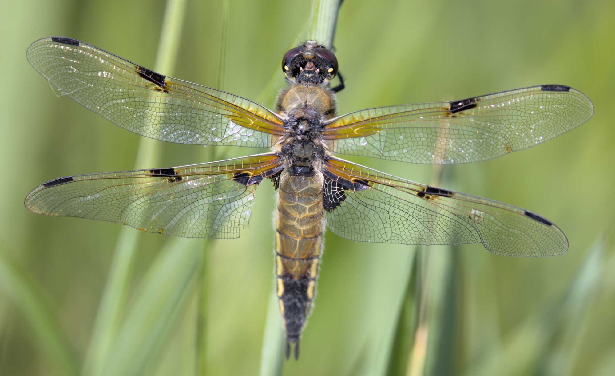Vierfleck (Libellula quadrimaculata), Lokation: Niederlande | Limburg | Roerdalen | Herkenbosch Kategorien: Libellen, Familie: Libellulidae (Kurzlibellen), Datum: 14.05.2022