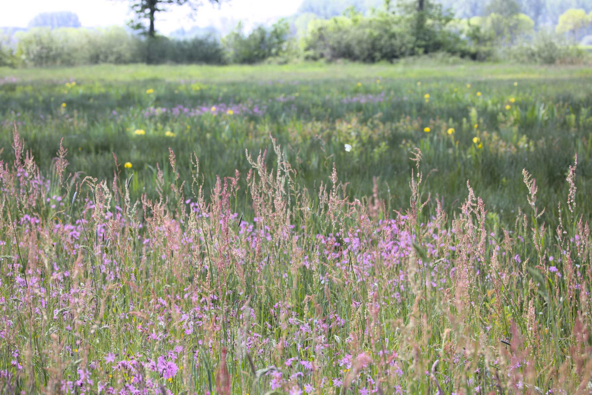 Lokation: Niederlande | Limburg | Roerdalen | Vlodrop Kategorien: Wiese, Datum: 14.05.2022