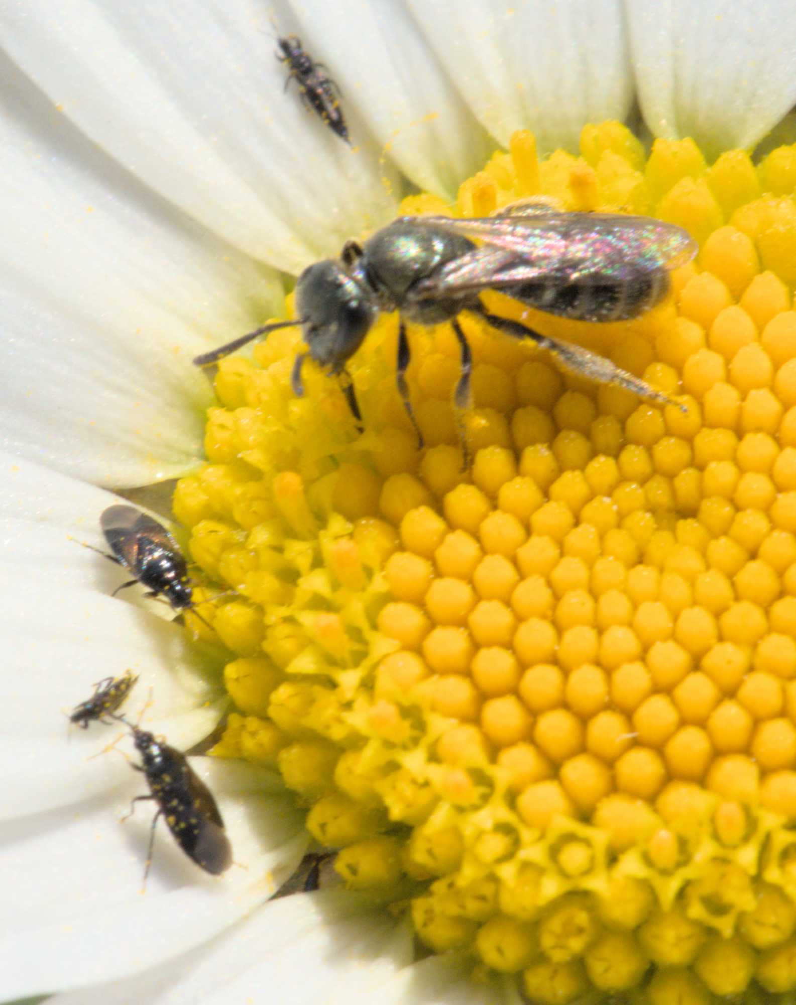 Orius spec. (Orius spec.), Lokation: Deutschland | Nordrhein-Westfalen | Heinsberg | Wassenberg Kategorien: Bienen, Familie: Anthocoridae (Blumenwanzen), Datum: 04.06.2022