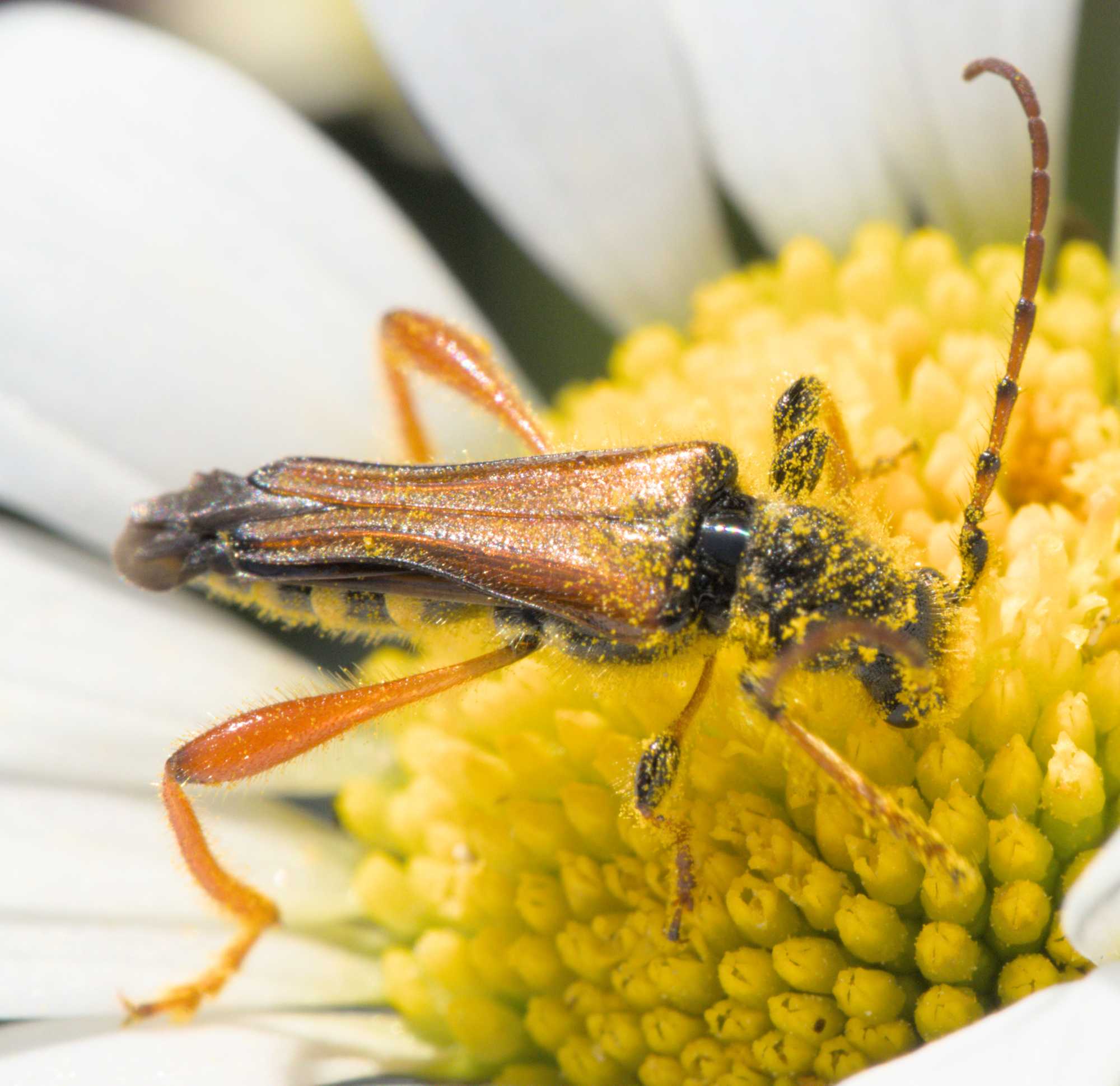 Braunrötlicher Spitzdeckenbock (Stenopterus rufus), Lokation: Deutschland | Nordrhein-Westfalen | Heinsberg | Wassenberg Kategorien: Käfer, Familie: Calliphoridae (Schmeißfliegen), Familie: Cerambycidae (Bockkäfer), Datum: 04.06.2022