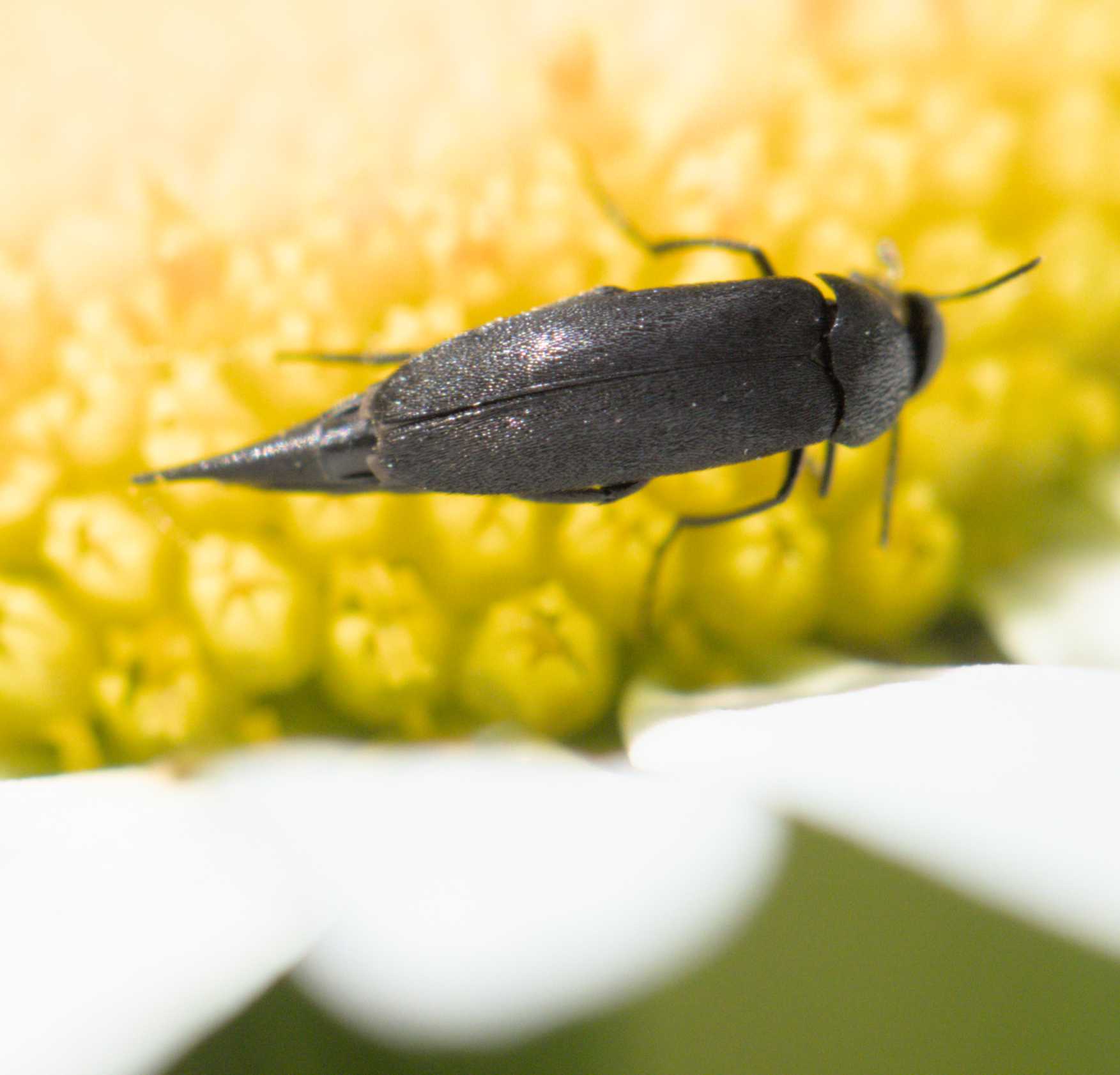 Stachelkäfer unbest. (Mordellidae indet.), Lokation: Deutschland | Nordrhein-Westfalen | Heinsberg | Erkelenz Kategorien: Käfer, Familie: Mordellidae (Stachelkäfer), Datum: 06.06.2022