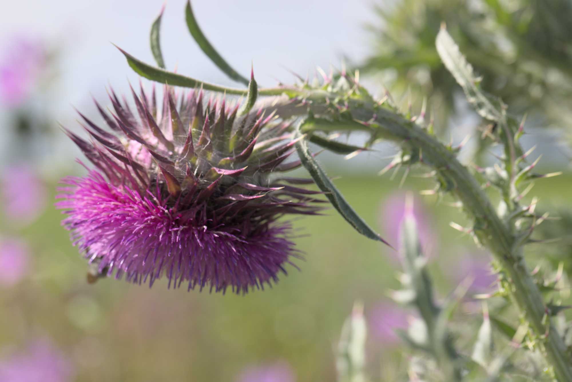 Nickende Distel (Carduus nutans), Lokation: Deutschland | Nordrhein-Westfalen | Heinsberg | Erkelenz Kategorien: Blüte, Familie: Asteraceae (Korbblütler ), Datum: 06.06.2022
