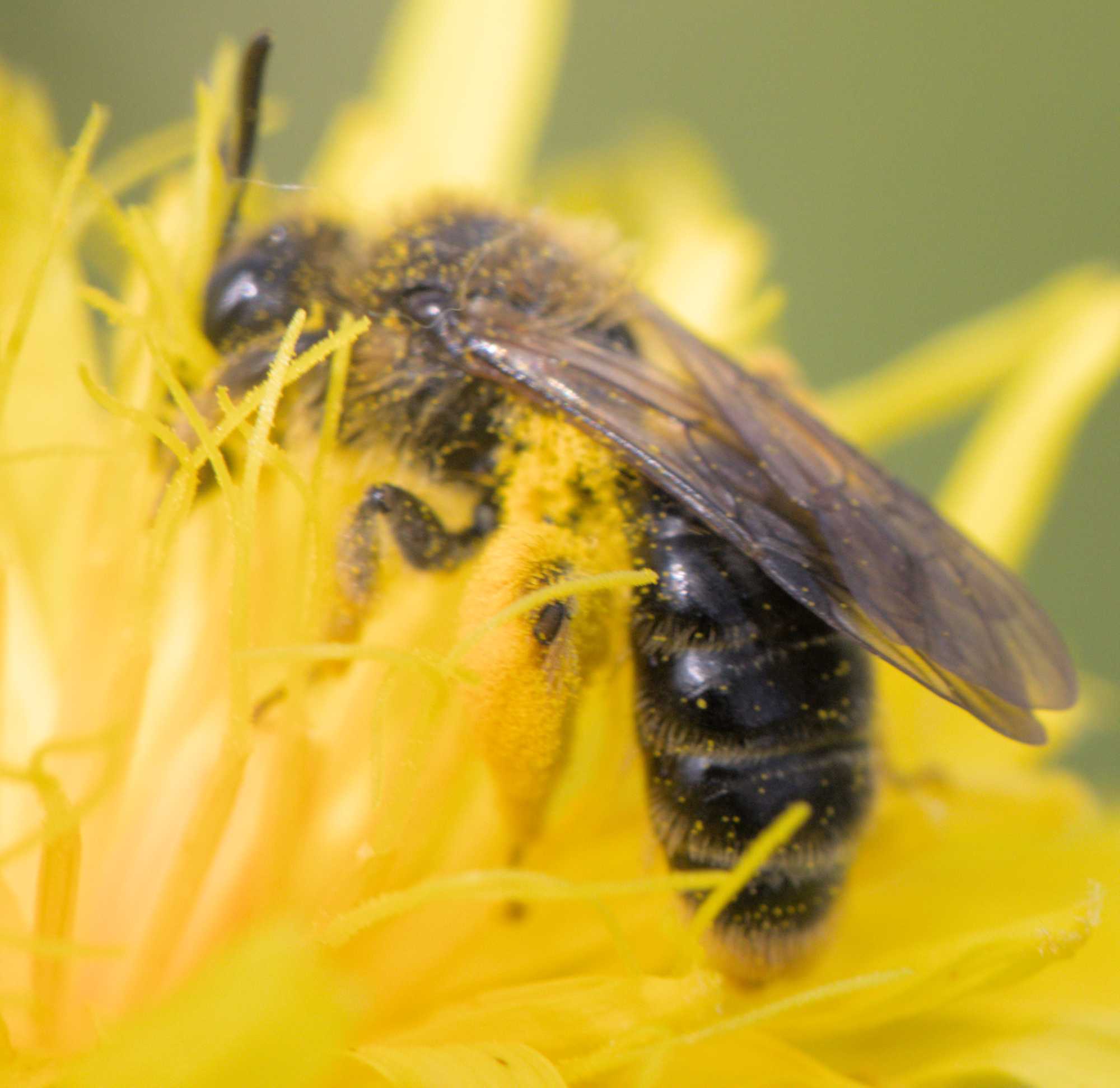 Pippau-Sandbiene (Andrena fulvago), Lokation: Deutschland | Nordrhein-Westfalen | Heinsberg | Erkelenz Kategorien: Bienen, Familie: Andrenidae (Sandbienen), Datum: 06.06.2022