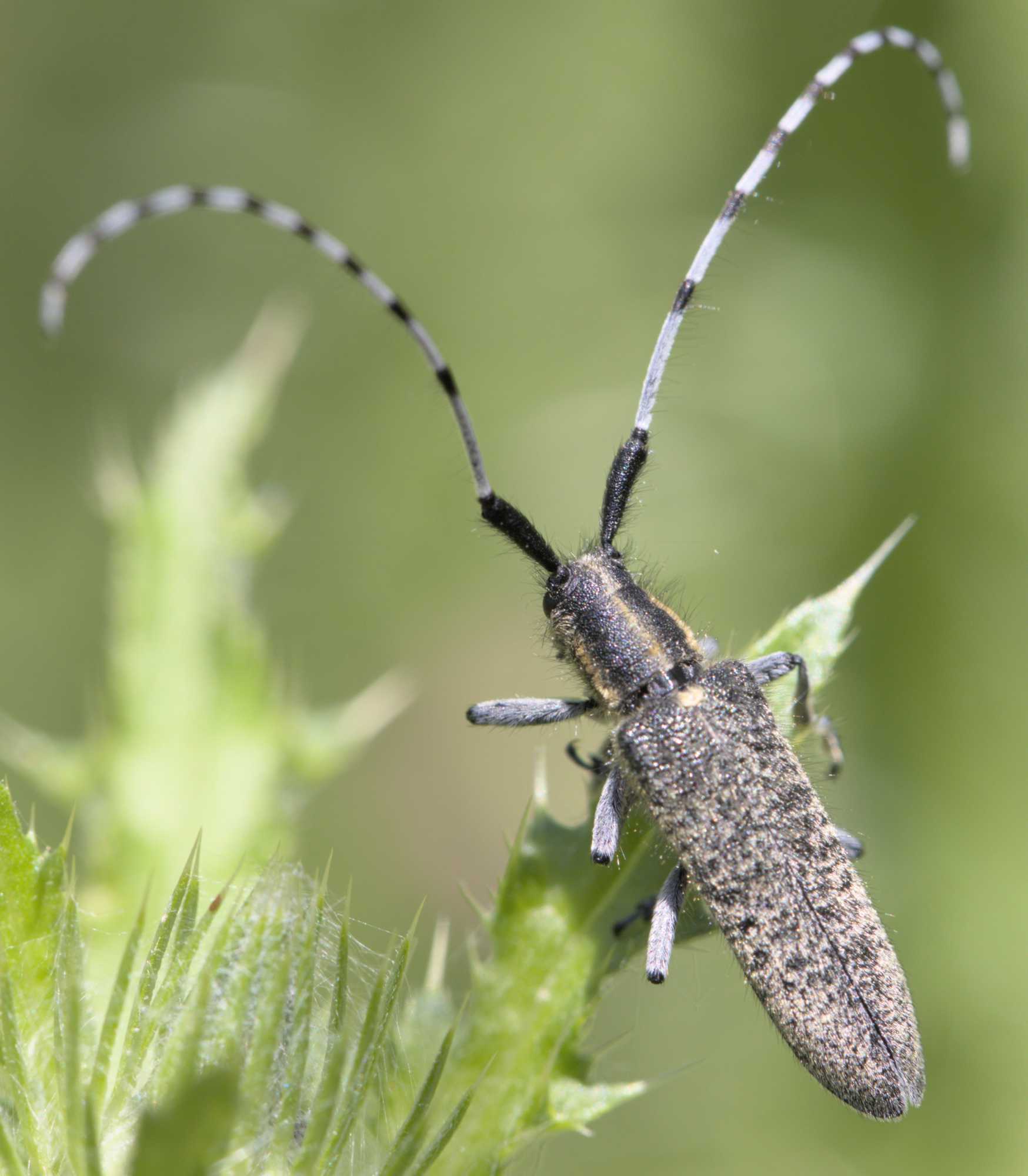 Scheckhorn-Distelbock (Agapanthia villosoviridescens), Lokation: Deutschland | Nordrhein-Westfalen | Heinsberg | Wassenberg Kategorien: Käfer, Familie: Cerambycidae (Bockkäfer), Datum: 16.06.2022