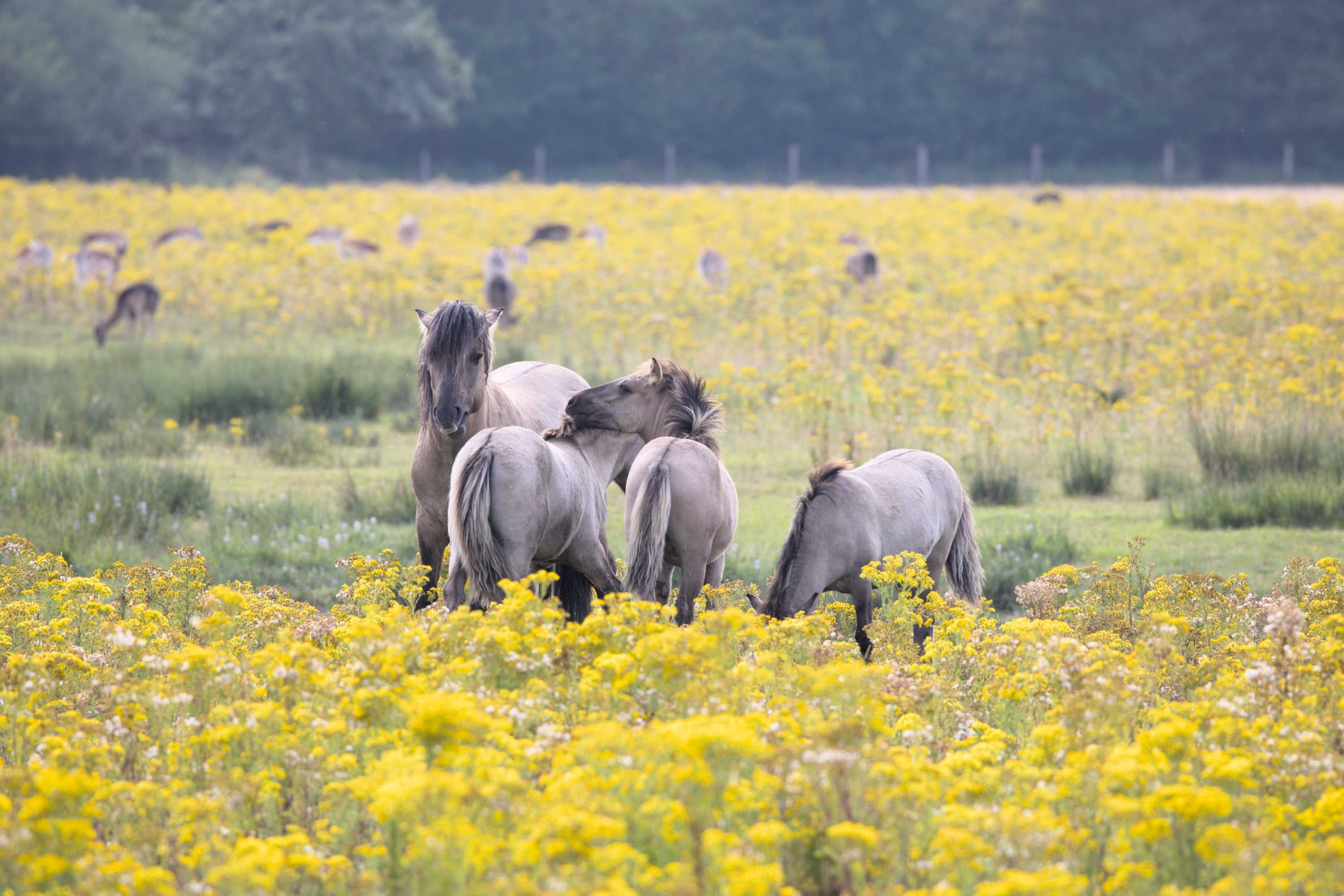 Lokation: Niederlande | Zeeland | Veere | Vrouwenpolder Kategorien: Pferde, Säugetiere, Datum: 30.07.2022