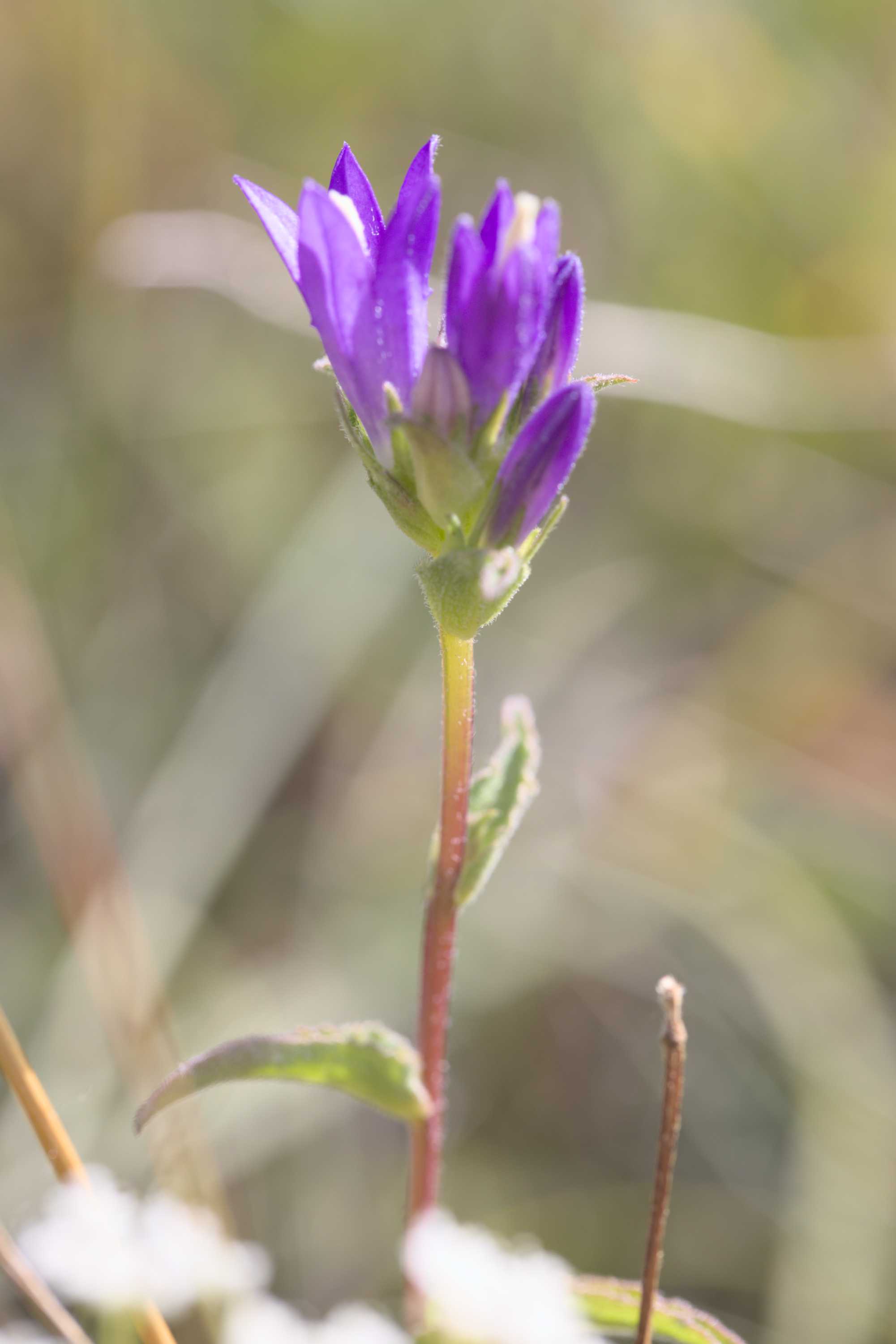 Knäuel-Glockenblume (Campanula glomerata), Lokation: Deutschland | Nordrhein-Westfalen | Aachen | Stolberg Kategorien: Habitus, Familie: Campanulaceae (Glockenblumengewächse ), Datum: 31.07.2022