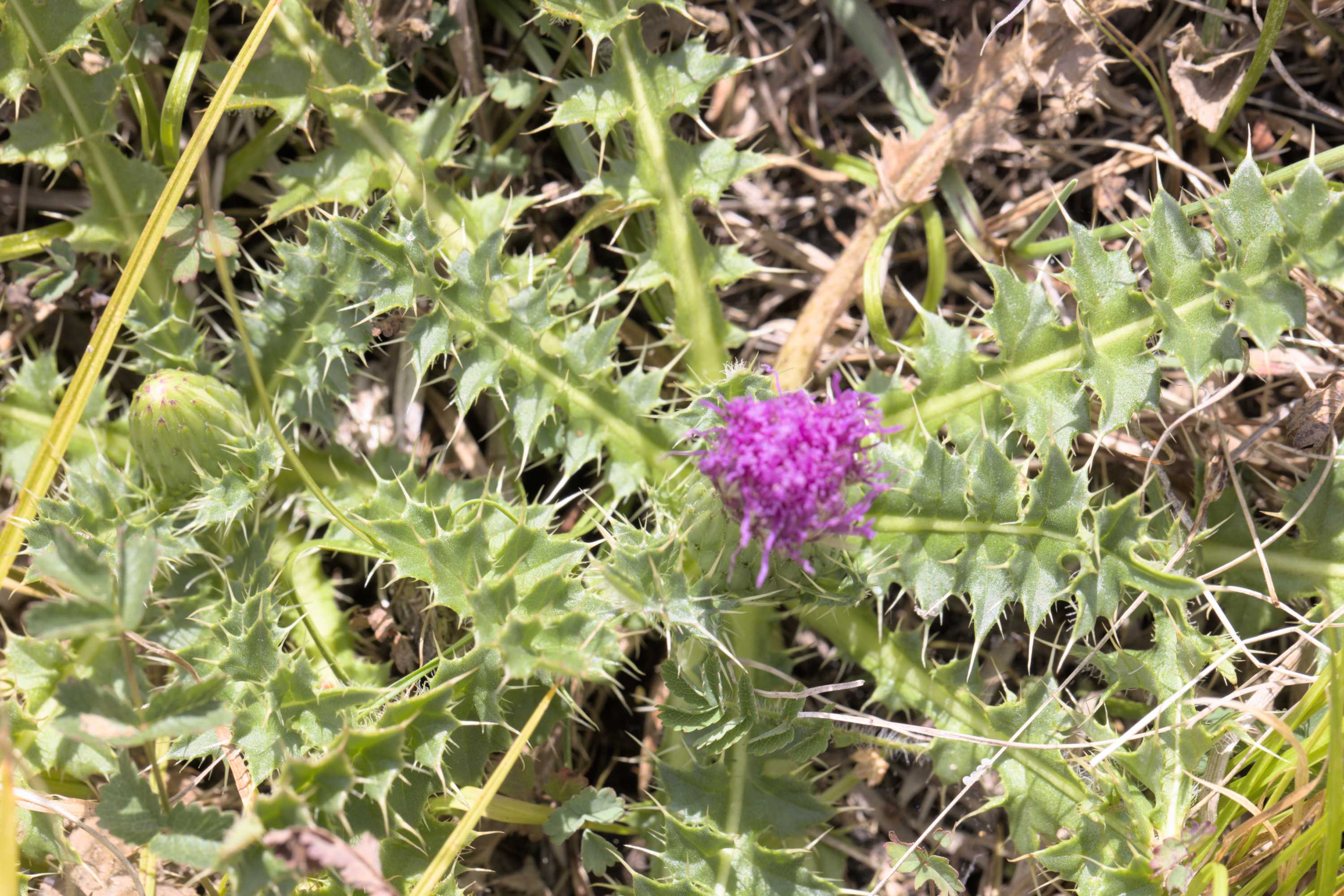 Stängellose Kratzdistel (Cirsium acaule), Lokation: Deutschland | Nordrhein-Westfalen | Aachen | Stolberg Kategorien: Habitus, Familie: Asteraceae (Korbblütler ), Datum: 31.07.2022