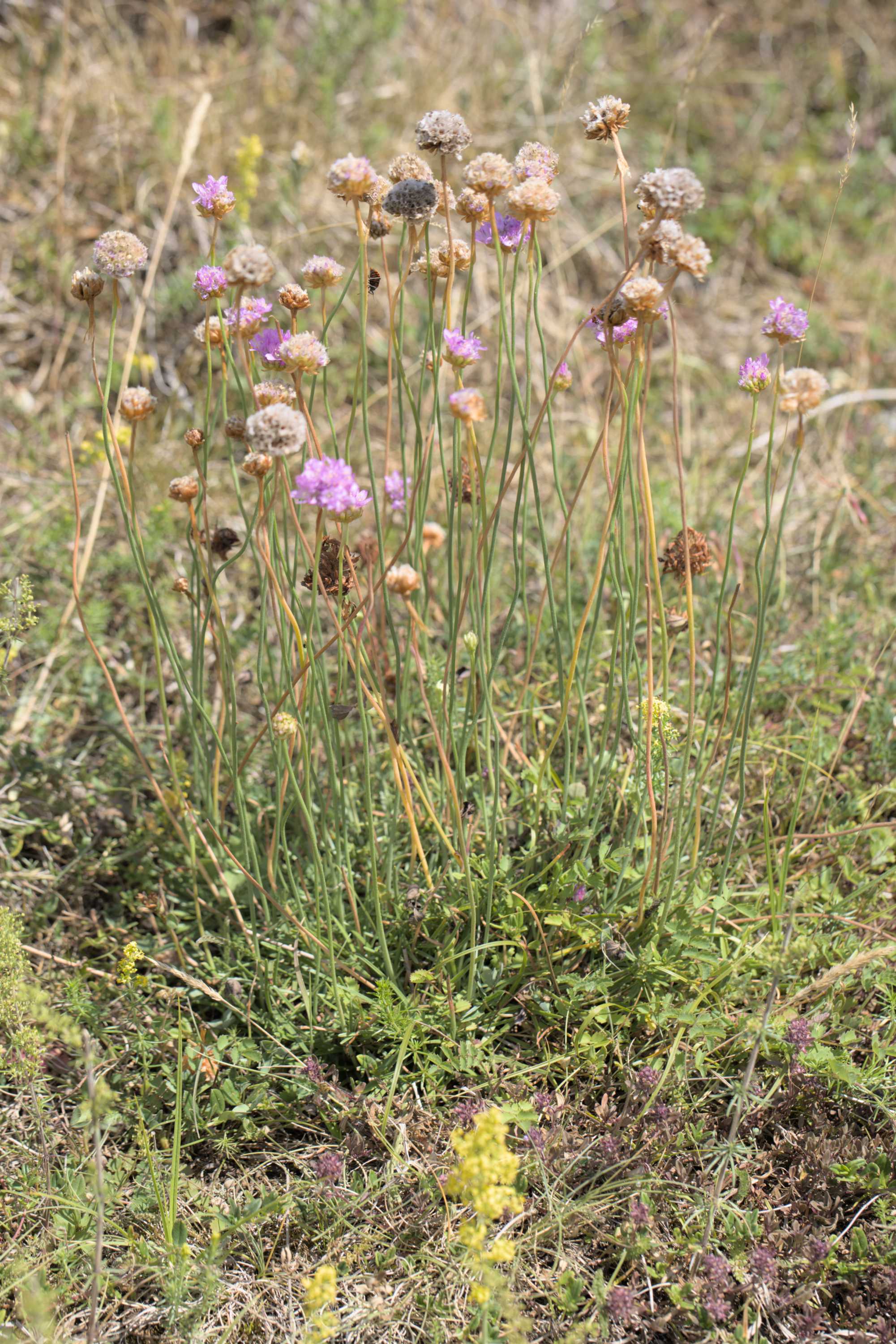 Galmei-Grasnelke (Armeria maritima subsp. halleri), Lokation: Deutschland | Nordrhein-Westfalen | Aachen | Stolberg Kategorien: Habitus, Familie: Plumbaginaceae (Bleiwurzgewächse ), Datum: 31.07.2022