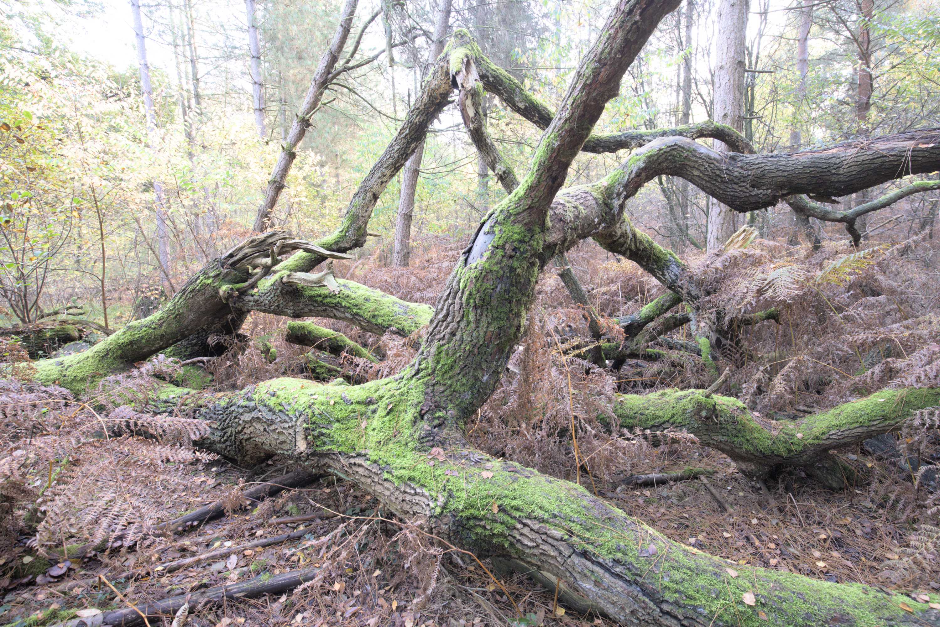Lokation: Deutschland | Nordrhein-Westfalen | Heinsberg | Wassenberg Kategorien: Wald, Datum: 30.10.2022