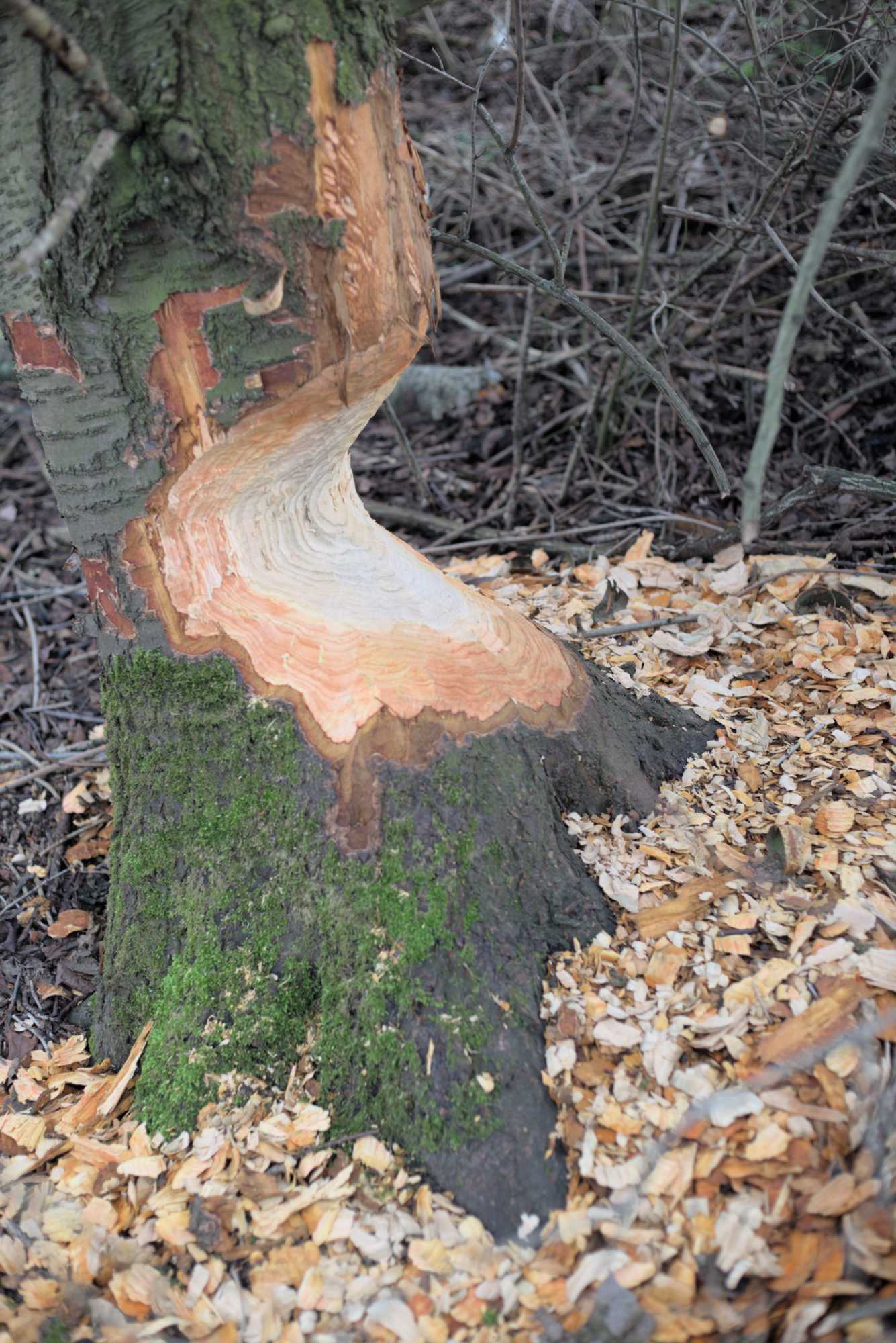 Lokation: Deutschland | Nordrhein-Westfalen | Heinsberg | Wassenberg Kategorien: Säugetiere, Datum: 01.01.2022