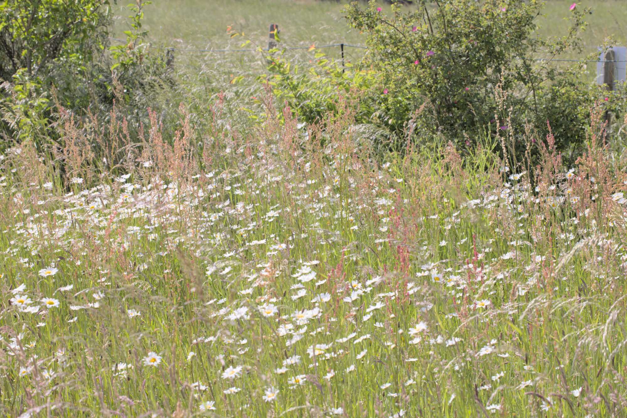 Lokation: Deutschland | Nordrhein-Westfalen | Heinsberg | Wassenberg Kategorien: Naturgarten, Wiese, Hortus rusticus, Landhausgarten, Datum: 28.05.2022