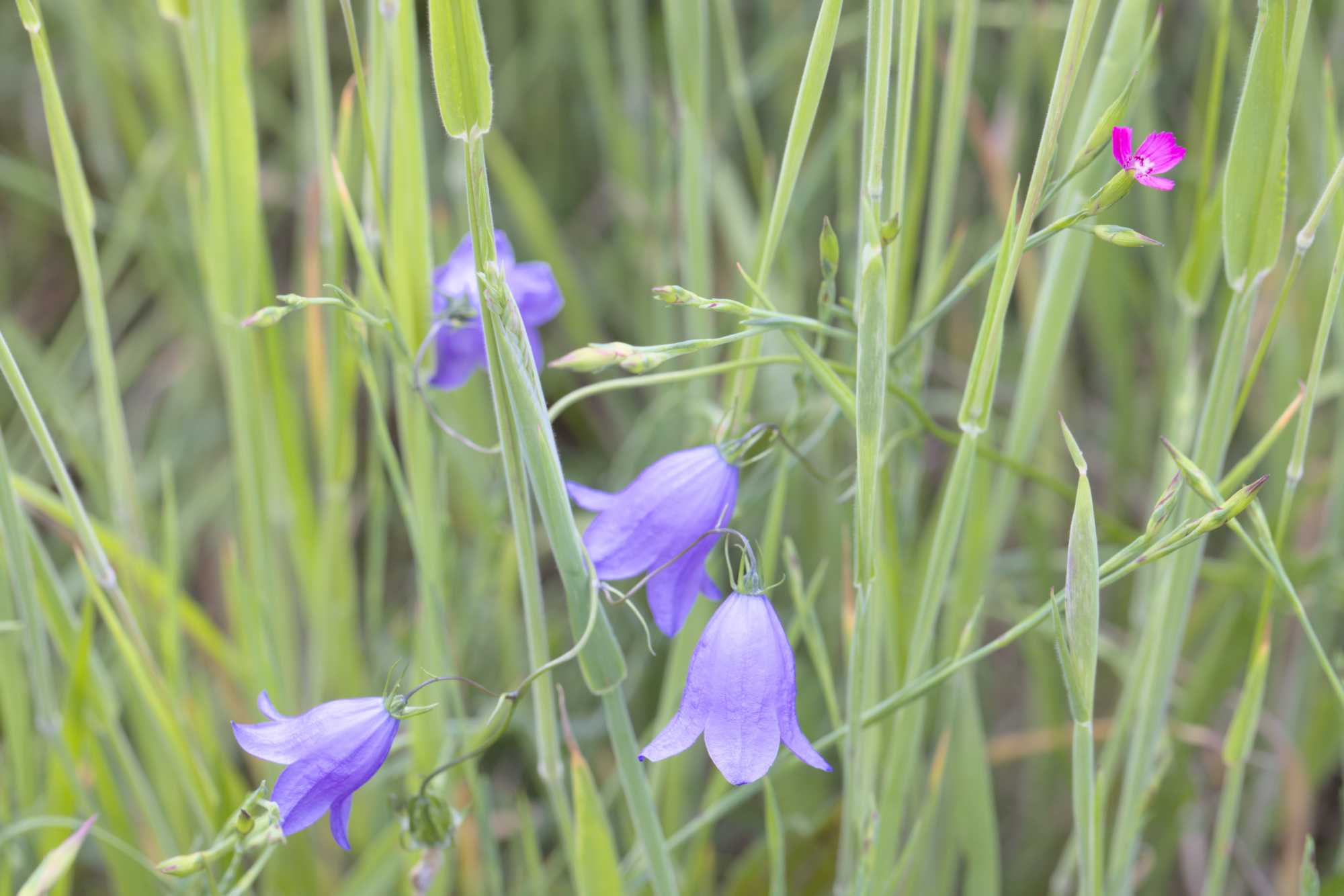 Lokation: Deutschland | Nordrhein-Westfalen | Heinsberg | Wassenberg Kategorien: Blüte, Hortus rusticus, Datum: 28.05.2022