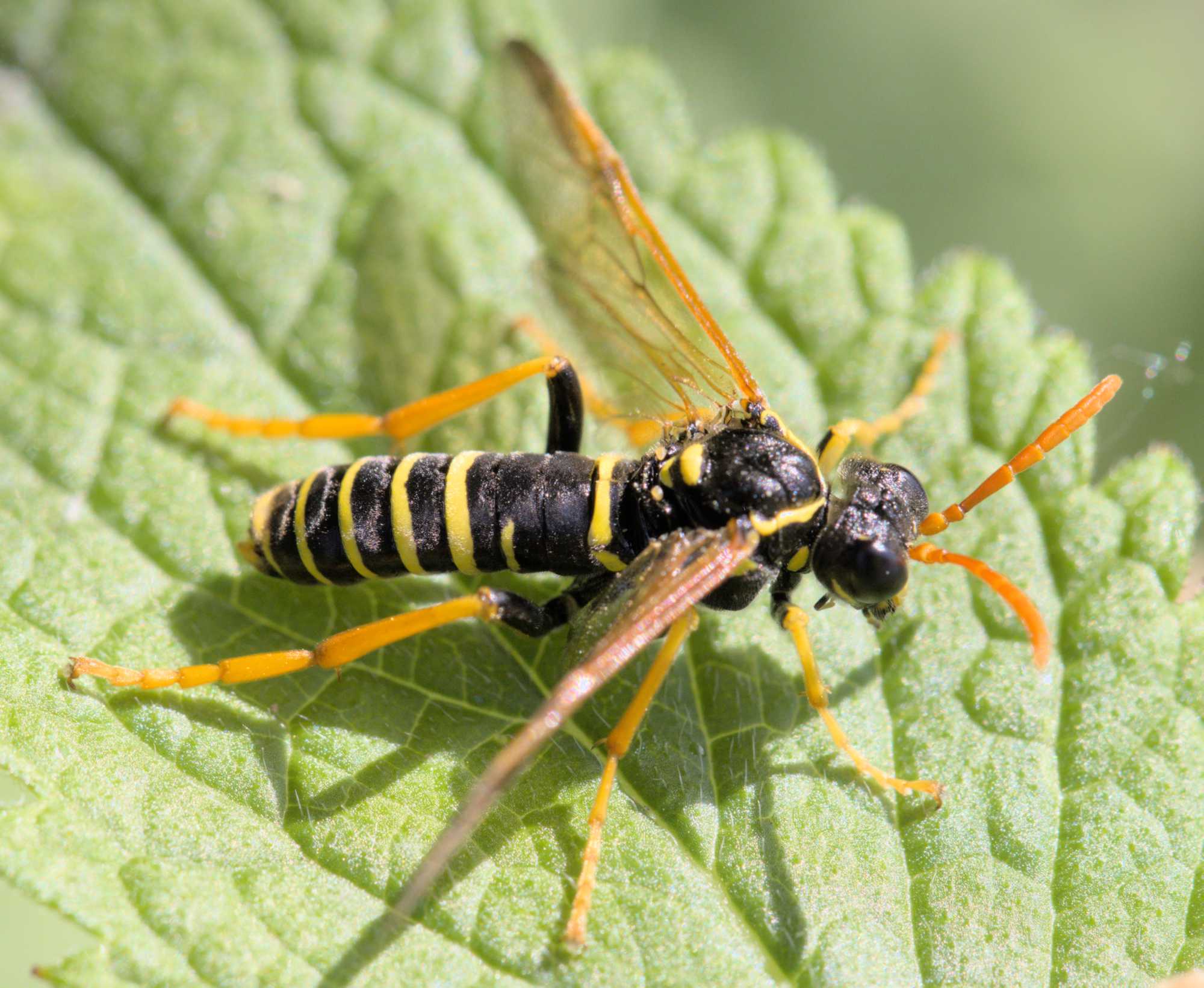 Braunwurz-Blattwespe (Tenthredo scrophulariae), Lokation: Deutschland | Nordrhein-Westfalen | Heinsberg | Wassenberg Kategorien: Insekten, Hortus rusticus, Familie: Tenthredinidae (Echte Blatwespen), Datum: 02.06.2022