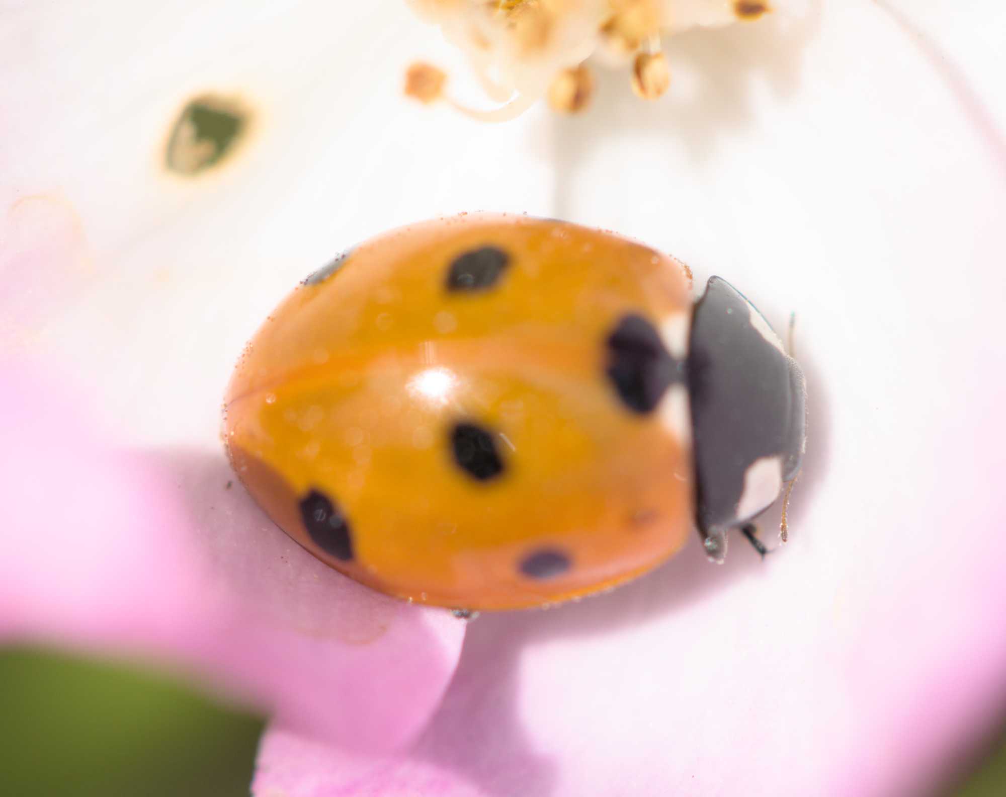 Siebenpunkt-Marienkäfer (Coccinella septempunctata), Lokation: Deutschland | Nordrhein-Westfalen | Heinsberg | Wassenberg Kategorien: Insekten, Hortus rusticus, Familie: Coccinellidae (Marienkäfer), Datum: 03.06.2022