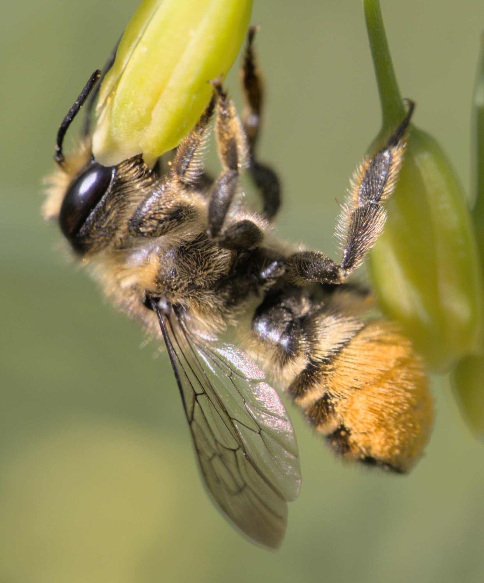 Rosen-Blattschneiderbiene (Megachile centuncularis), Lokation: Deutschland | Nordrhein-Westfalen | Heinsberg | Wassenberg Kategorien: Insekten, Familie: Megachilidae (Bauchsammlerbienen), Datum: 11.06.2022